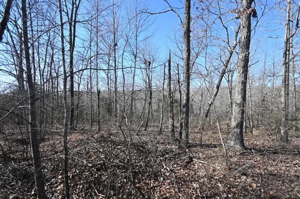 a view of a yard with lots of green space