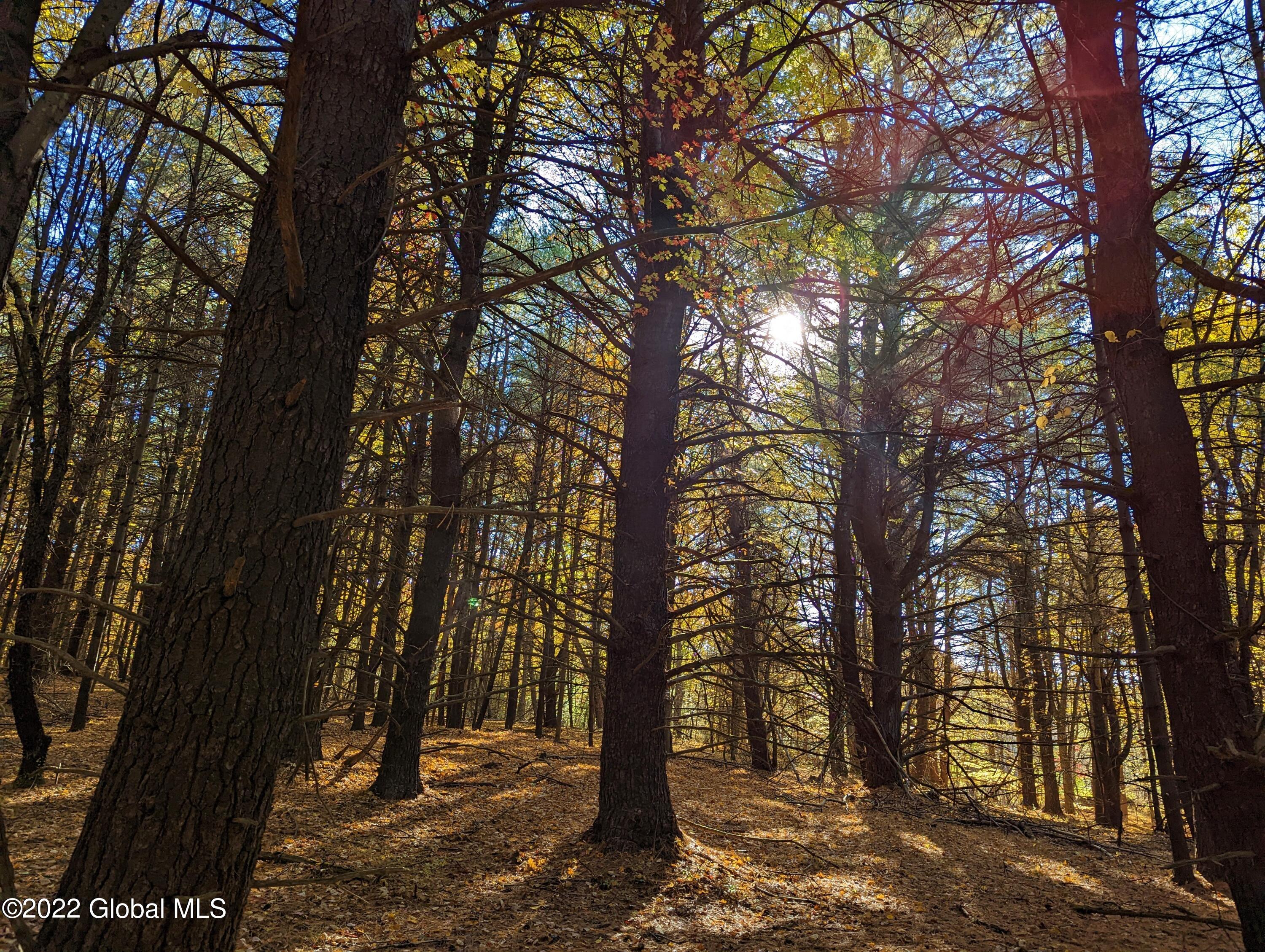 L10 Old Kings Road Hannacroix, NY 12087 - Photo 19 of 30 old kings