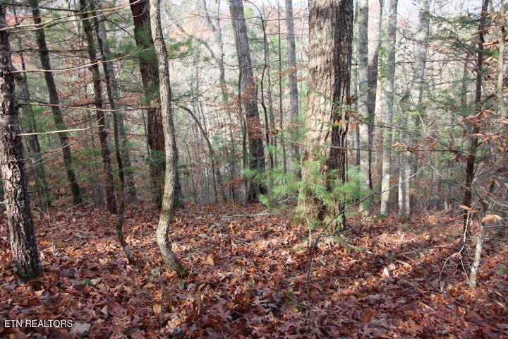 Lot 6 Taylors Ridge( Journeys End) Road Walland, TN 37886 - Photo 5 of 18 SaddleRidge 039