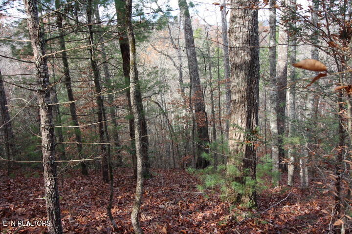 Lot 6 Taylors Ridge( Journeys End) Road Walland, TN 37886 - Photo 6 of 18 SaddleRidge 038