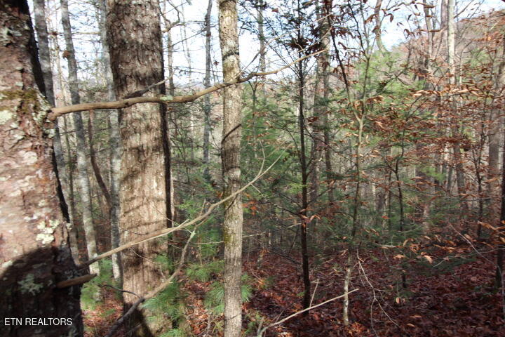 Lot 6 Taylors Ridge( Journeys End) Road Walland, TN 37886 - Photo 9 of 18 SaddleRidge 045