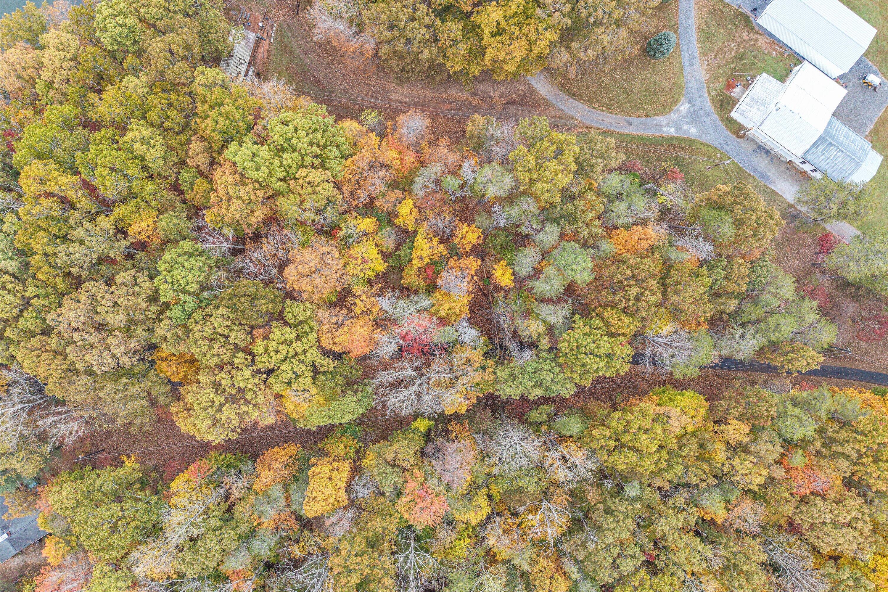 0 Thomason Lane Goodview, VA 24095 - Photo 13 of 15 a close up of a plant