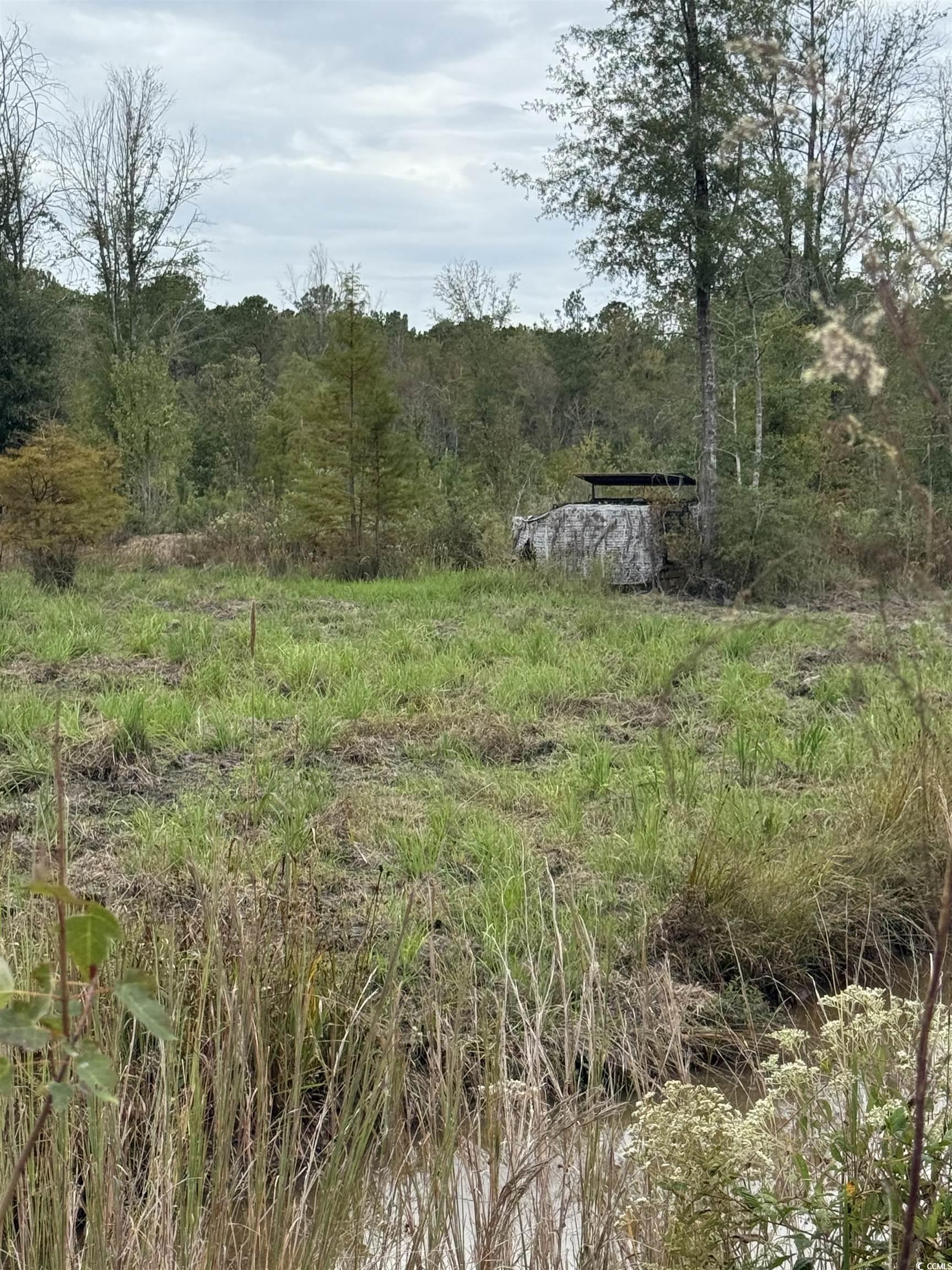 Tbd Tbd Terrell's Bay Road Marion, SC 29571 - Photo 11 of 18 View of tree filled area