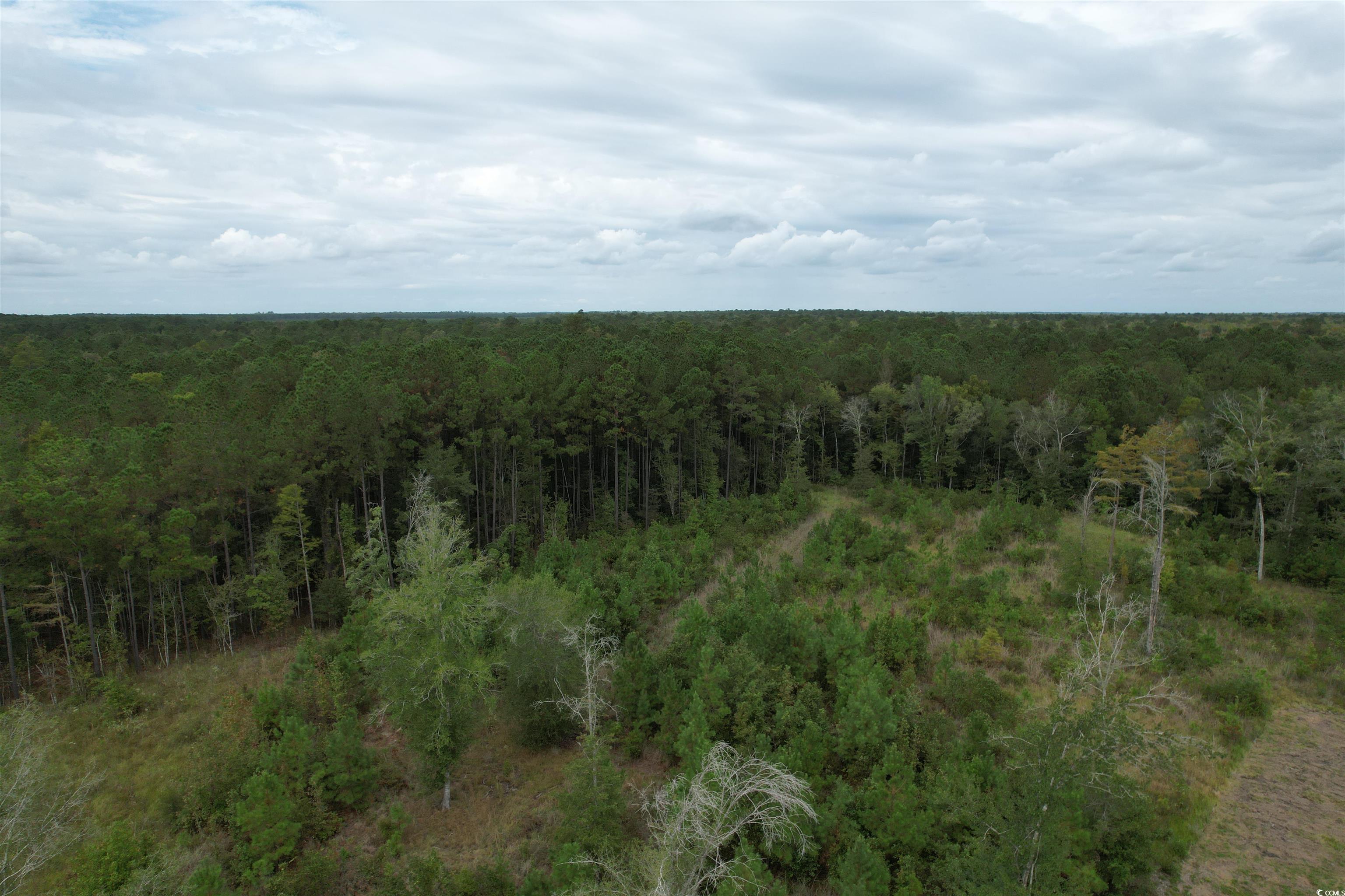 Tbd Tbd Terrell's Bay Road Marion, SC 29571 - Photo 14 of 18 View of woods