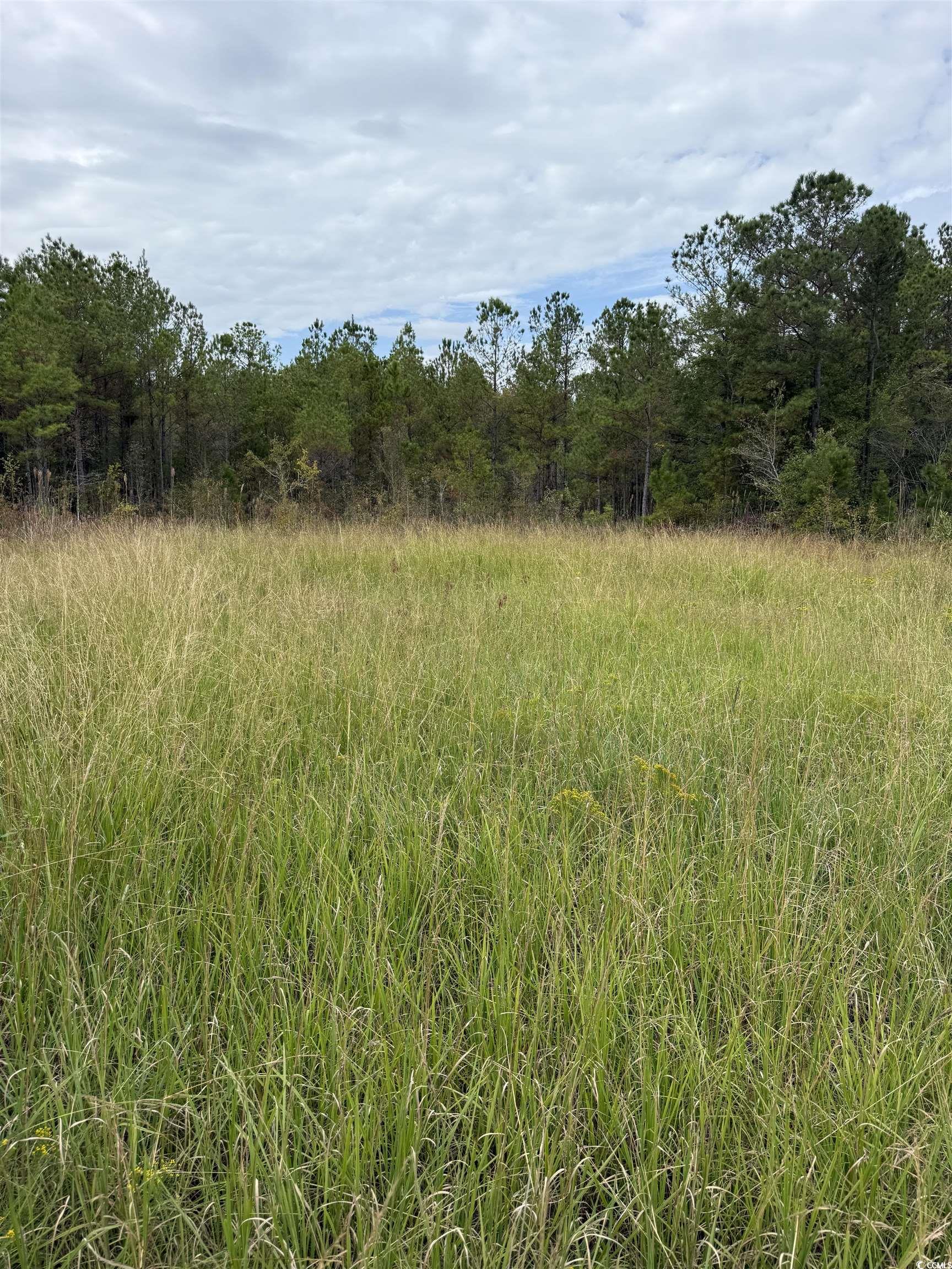 Tbd Tbd Terrell's Bay Road Marion, SC 29571 - Photo 17 of 18 View of tree filled area