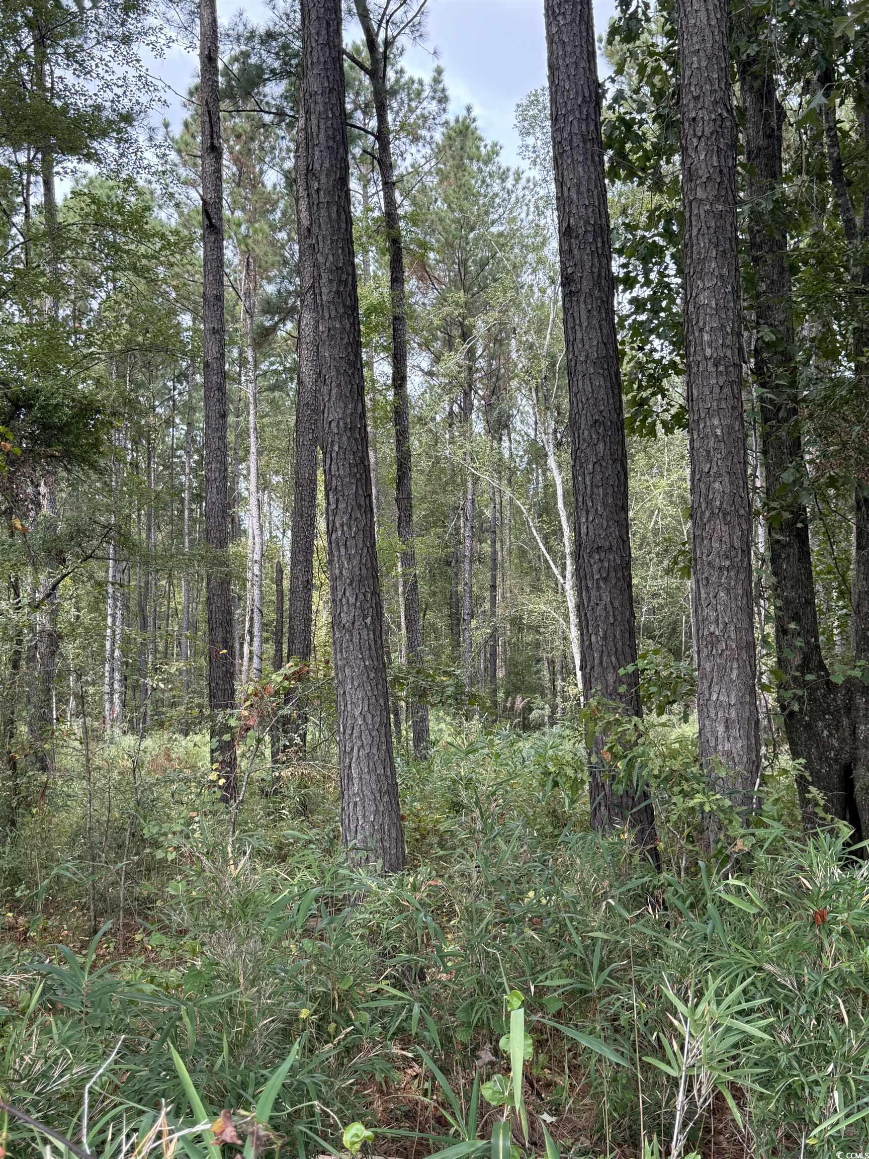 Tbd Tbd Terrell's Bay Road Marion, SC 29571 - Photo 2 of 18 View of woods