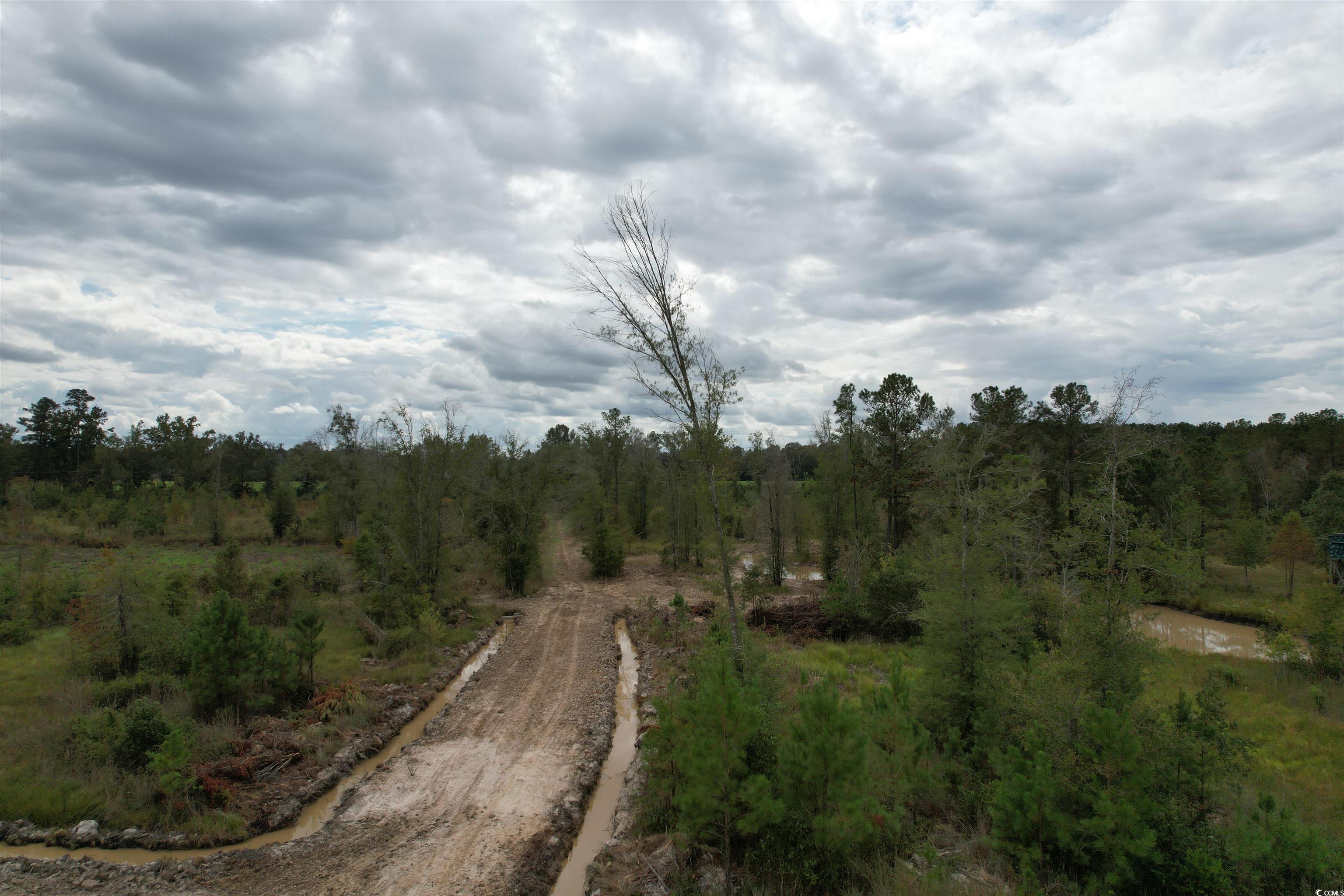 Tbd Tbd Terrell's Bay Road Marion, SC 29571 - Photo 5 of 18 View of woods