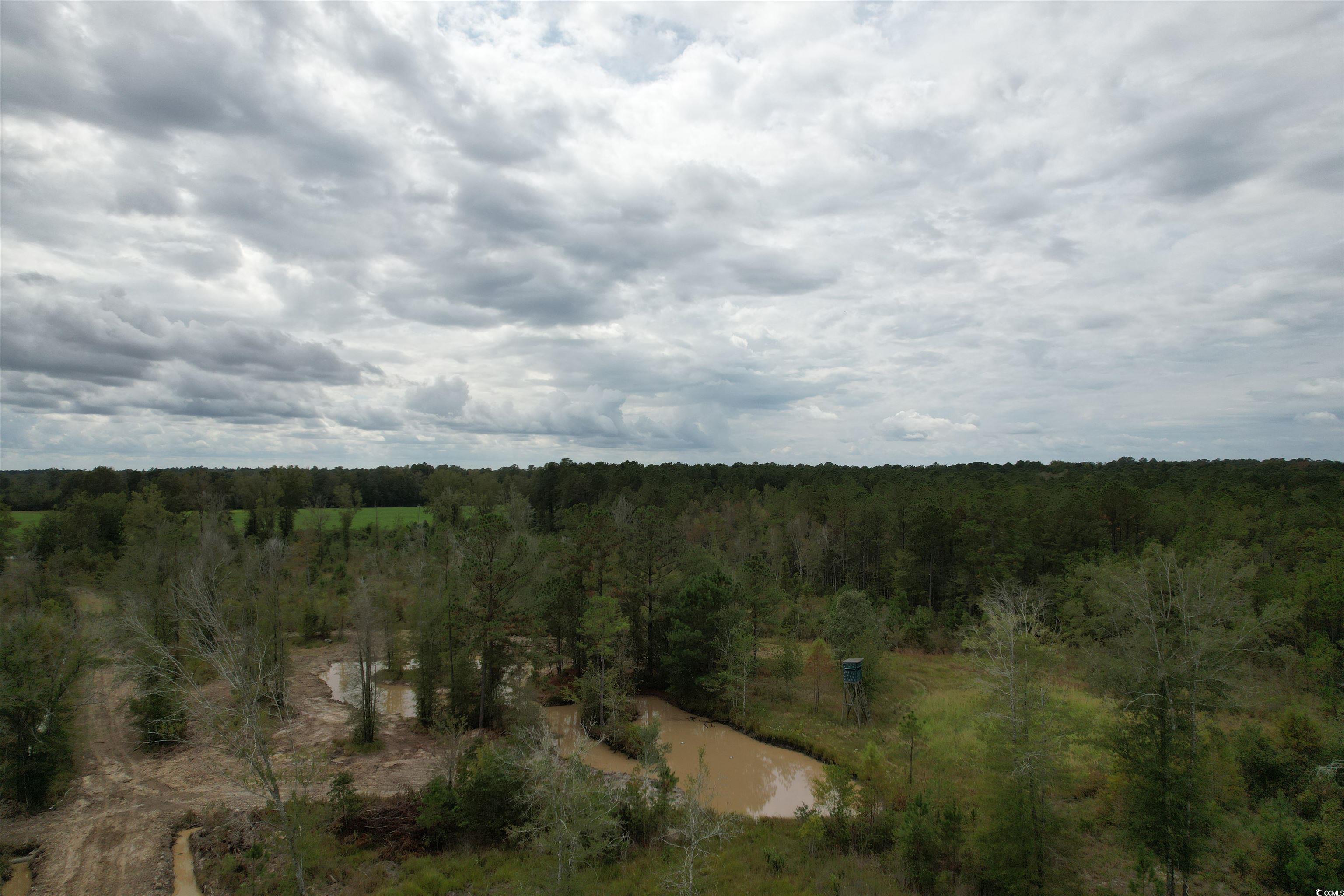Tbd Tbd Terrell's Bay Road Marion, SC 29571 - Photo 6 of 18 View of tree filled area