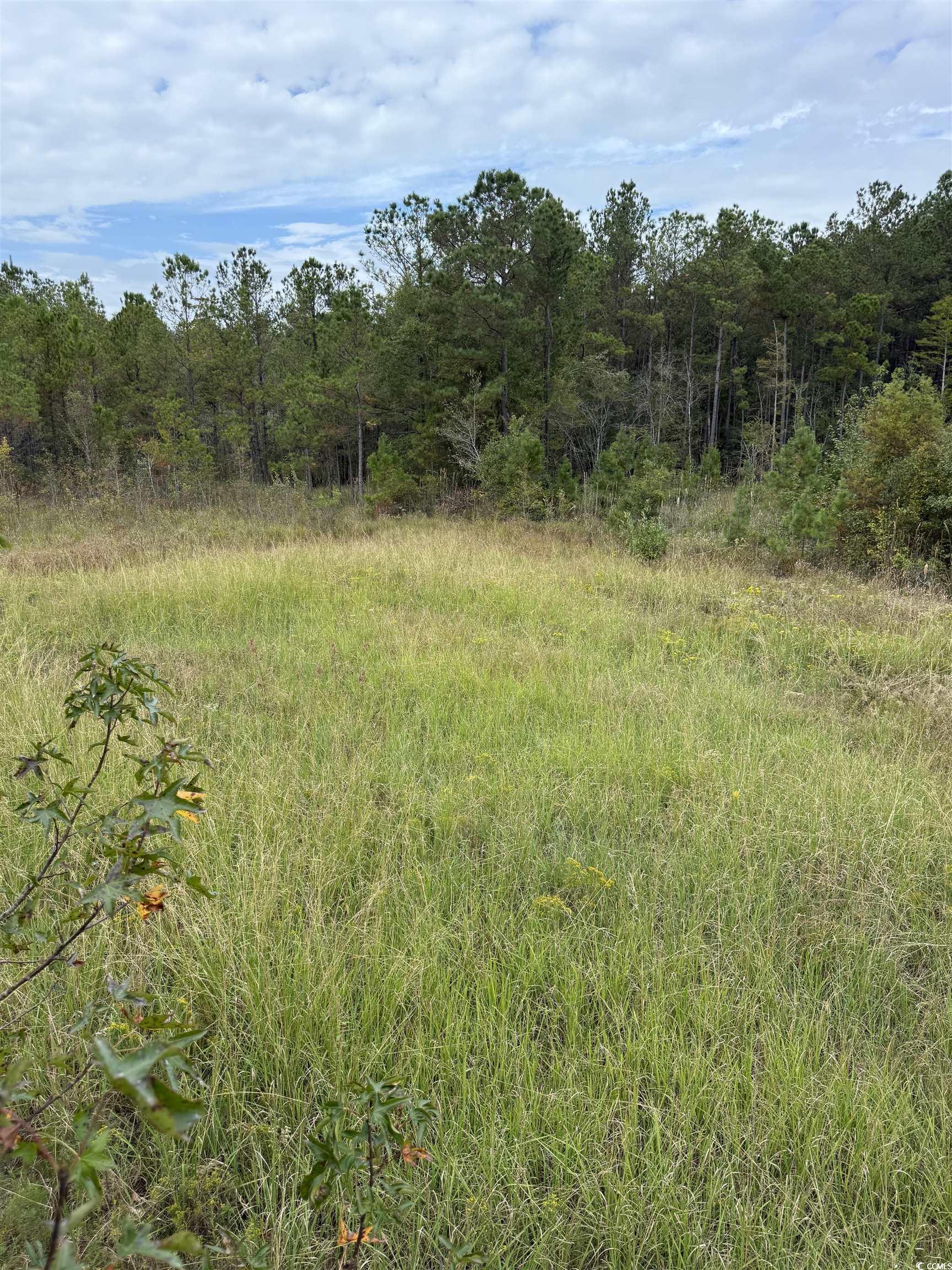 Tbd Tbd Terrell's Bay Road Marion, SC 29571 - Photo 7 of 18 View of wooded area