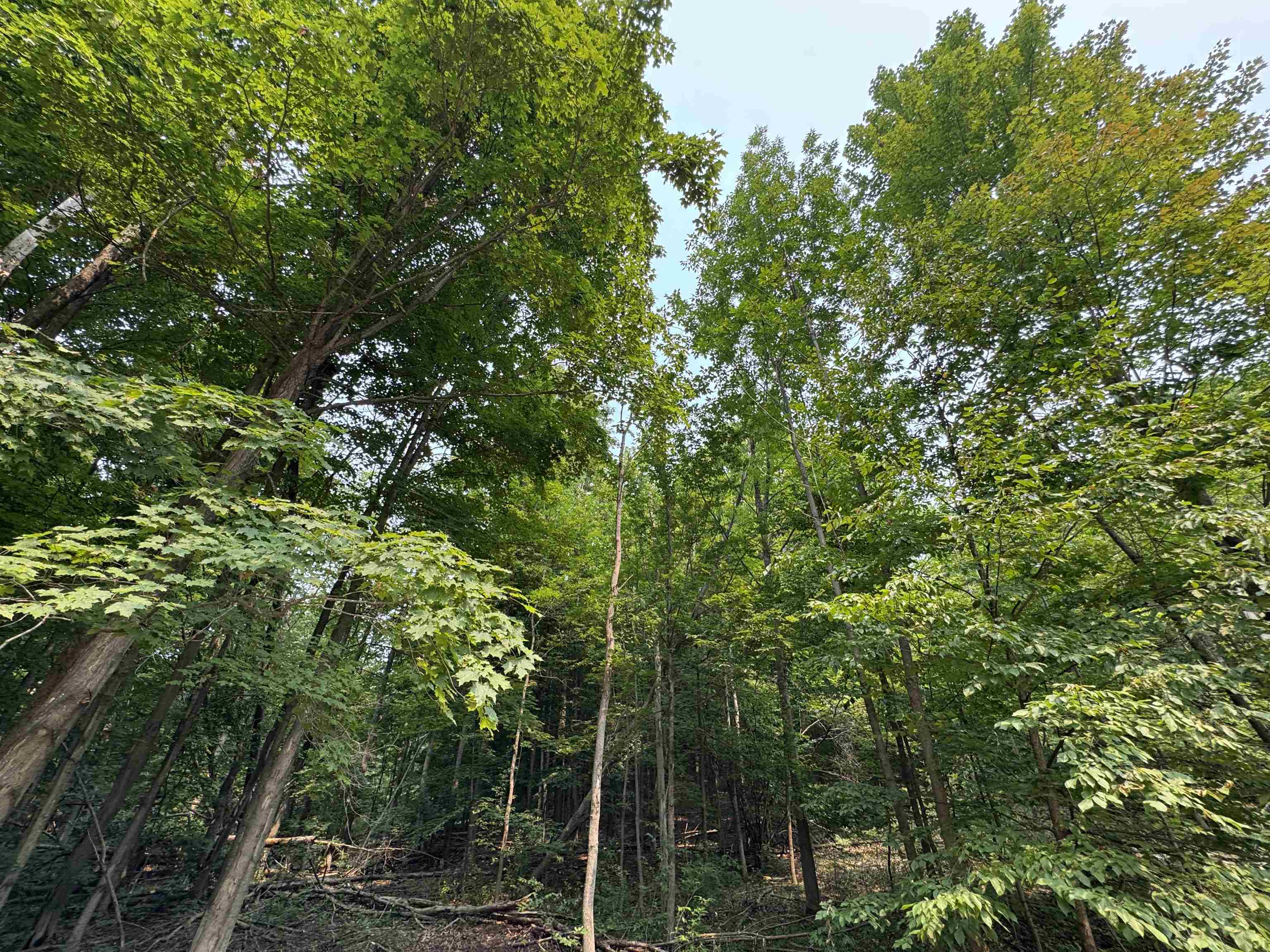 Lot #4 East Bellinger Road, Unit BELLINGER ESTATES Cedar, MI 49621 - Photo 26 of 27
