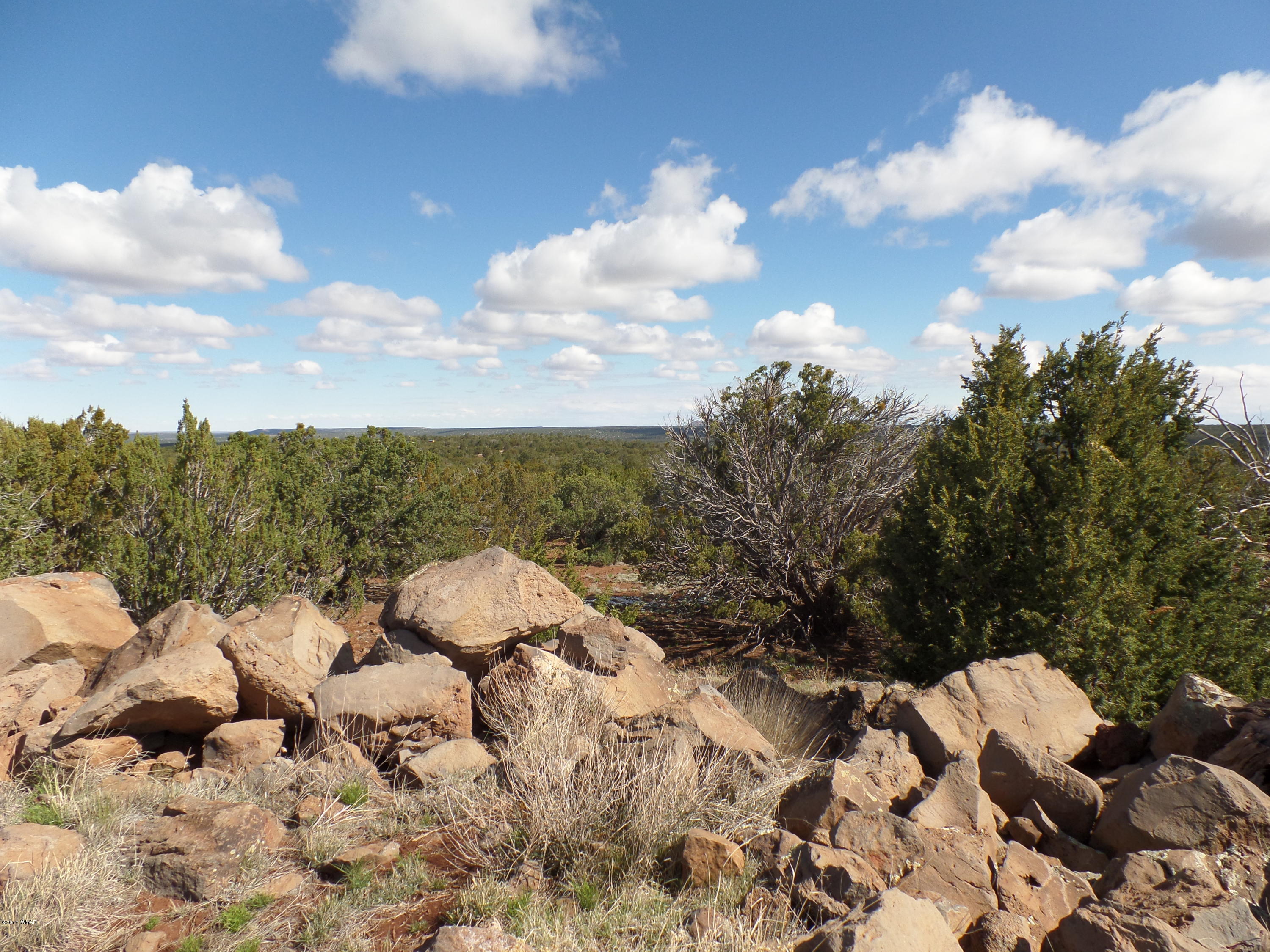 St-johns Az 85936 Concho, AZ 85924 - Photo 5 of 16 a view of a bunch of trees in a field