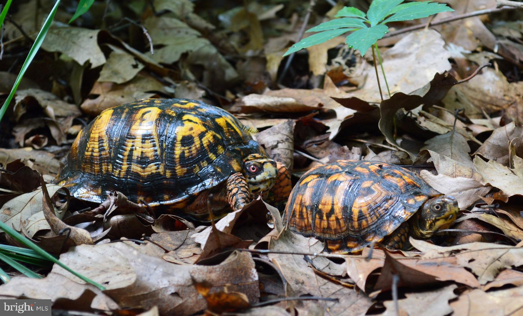 738 Dill Road Severna Park, MD 21146 - Photo 30 of 33 Turtles on the property