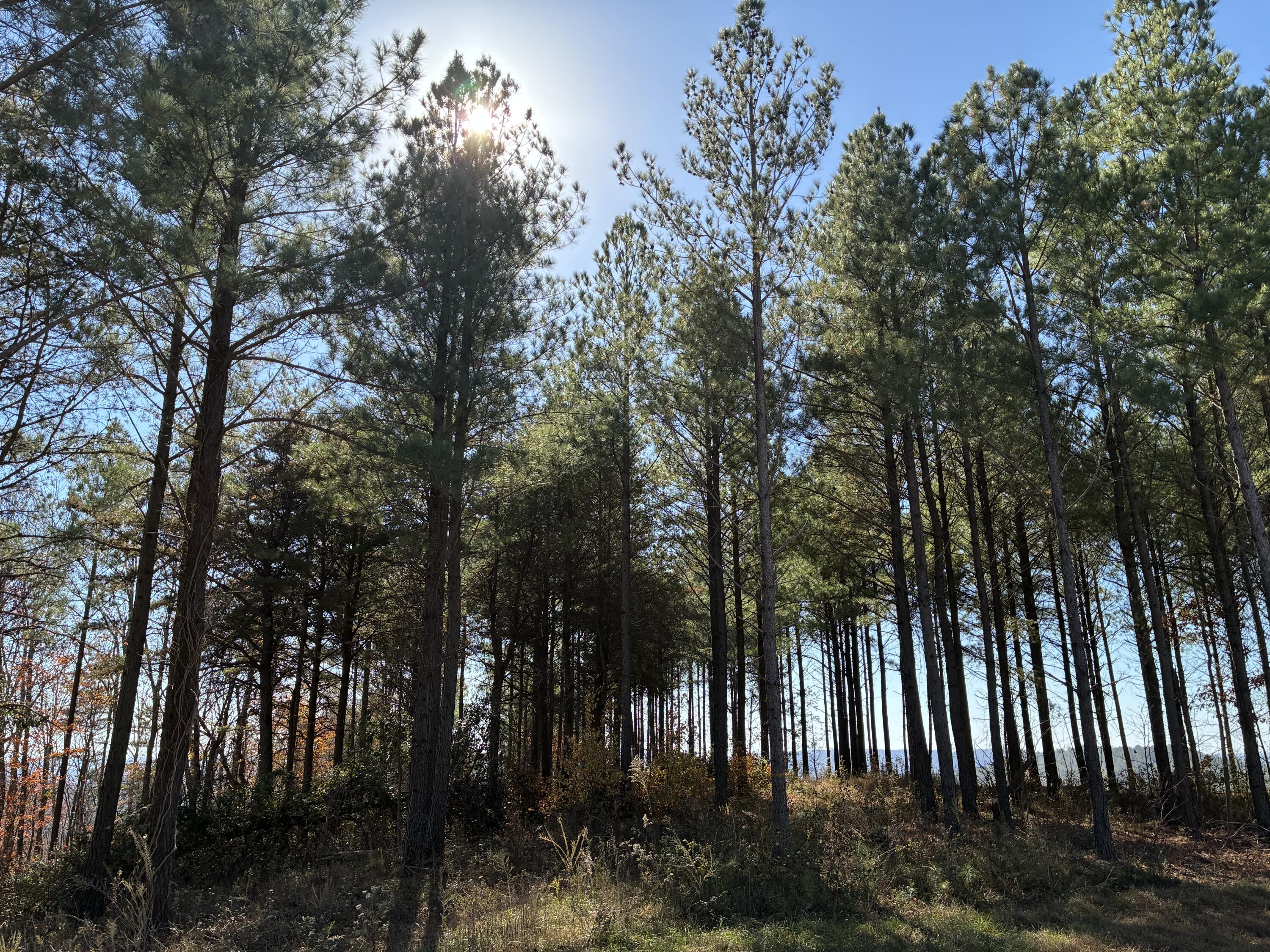 4690 Split Rail Way, Unit 1359 Whiteside, TN 37396 - Photo 26 of 43 IMG_2917