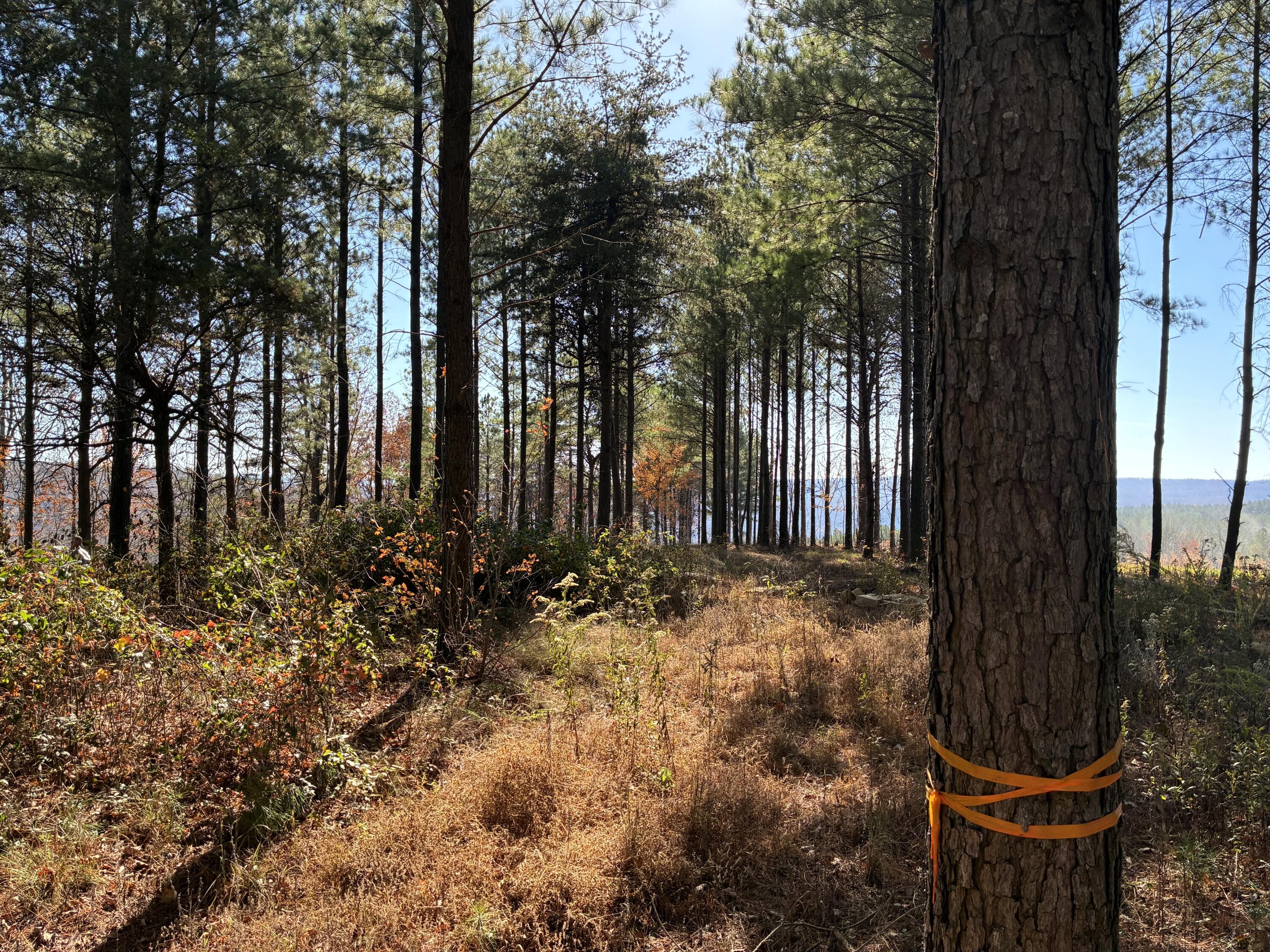 4690 Split Rail Way, Unit 1359 Whiteside, TN 37396 - Photo 29 of 43 IMG_2921