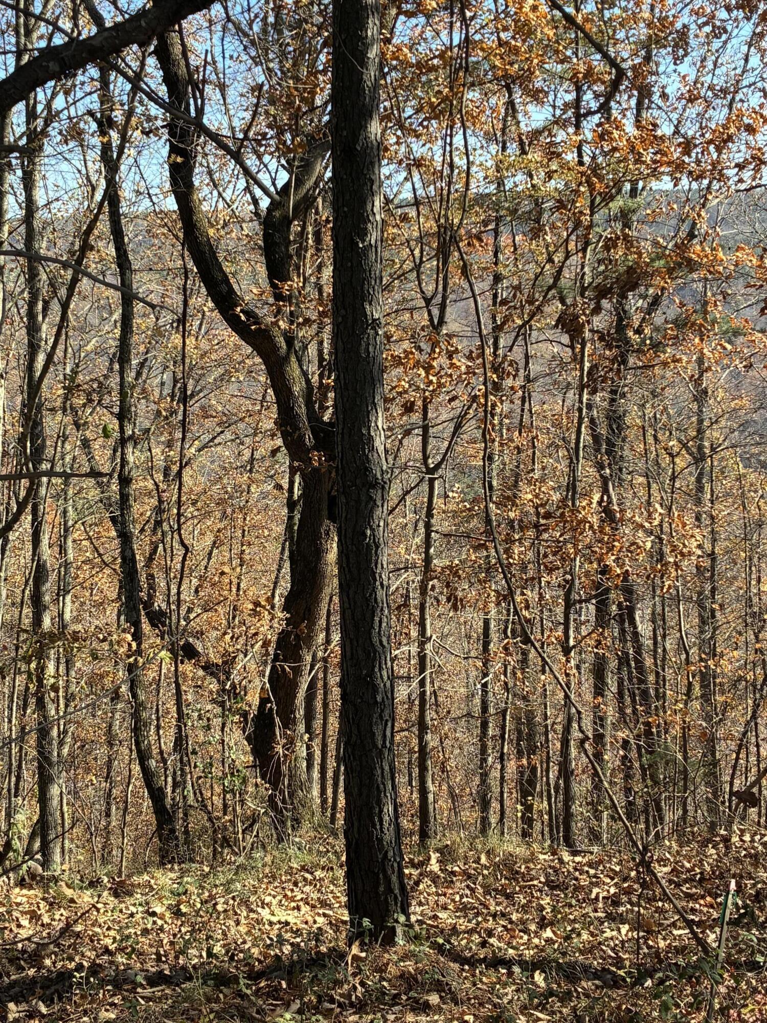 4690 Split Rail Way, Unit 1359 Whiteside, TN 37396 - Photo 30 of 43 IMG_2922