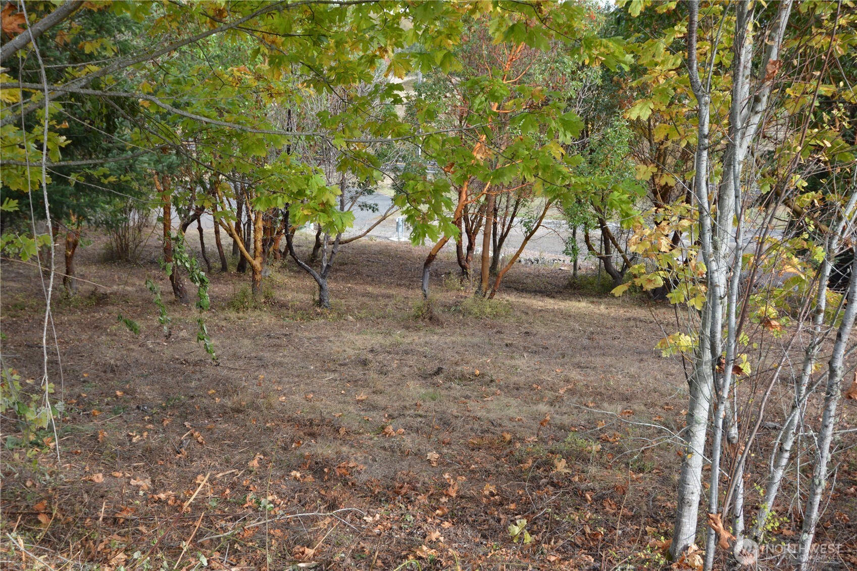999 Moonlight Drive Sequim, WA 98382 - Photo 4 of 17 a view of a backyard with large trees