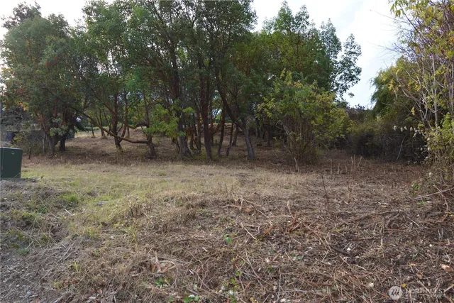 a view of a forest with trees in the background