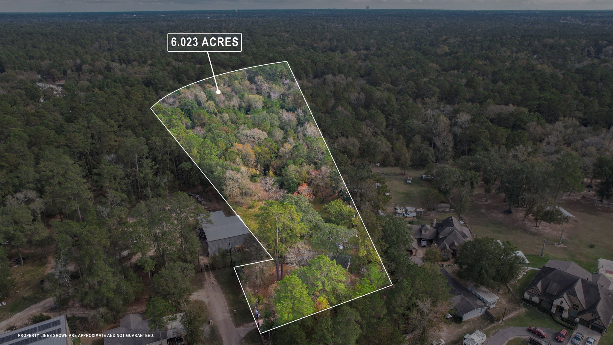 a view of a tree in a forest