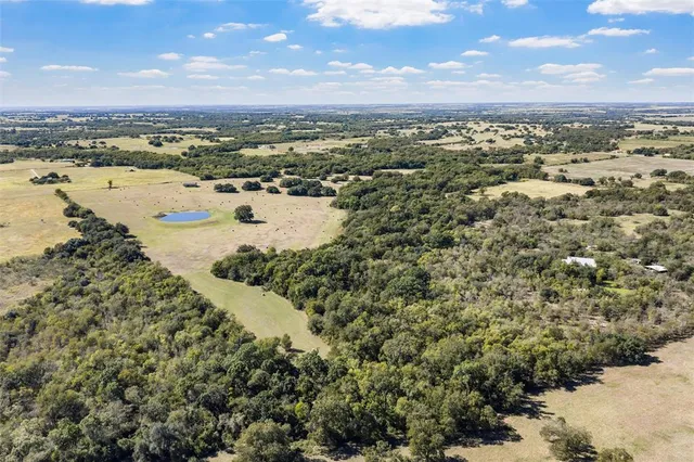 a view of a yard with plants and large trees