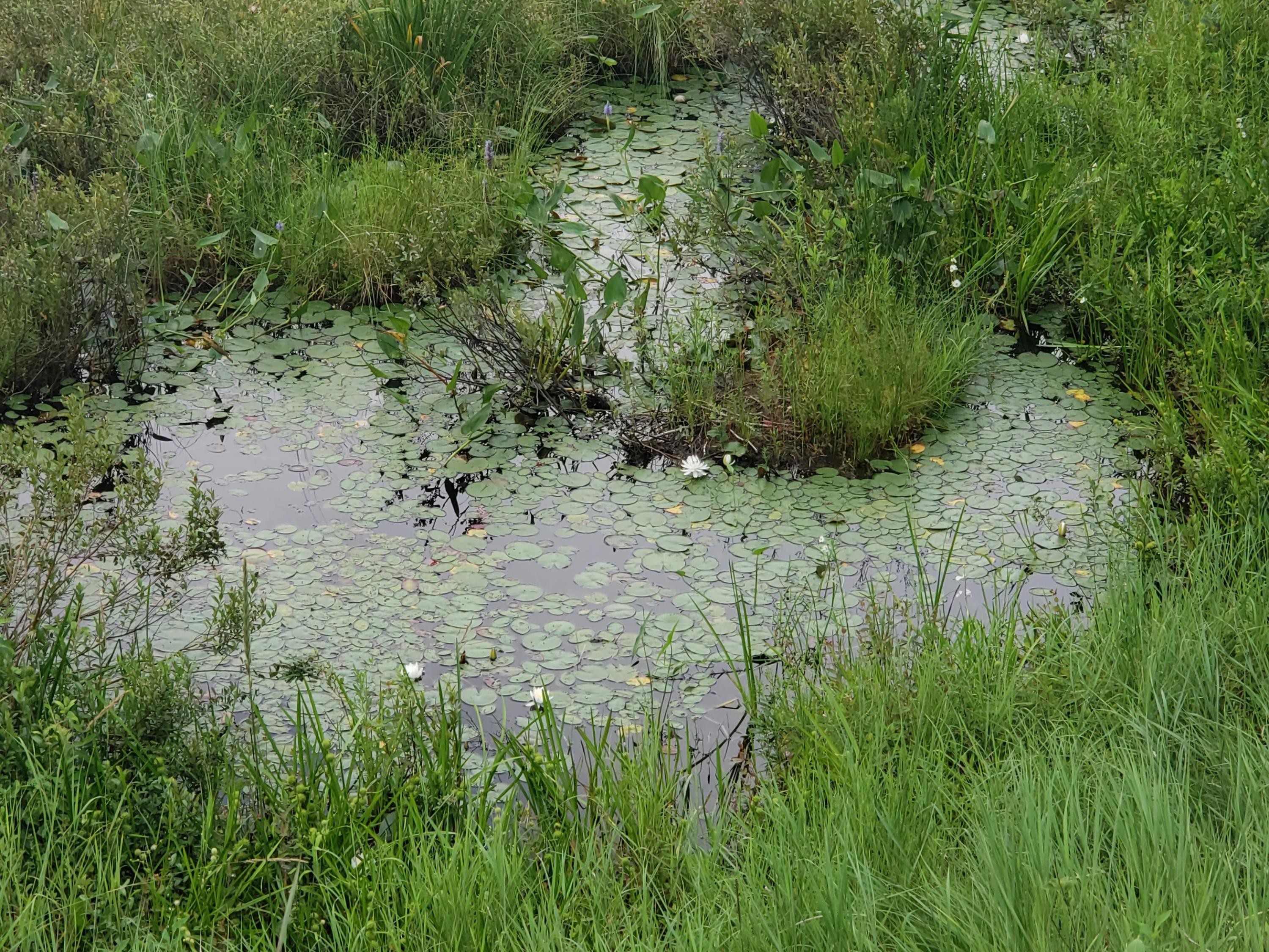 52 Whitney Pond Road Stoneham, ME 04231 - Photo 13 of 50 Pond flowers