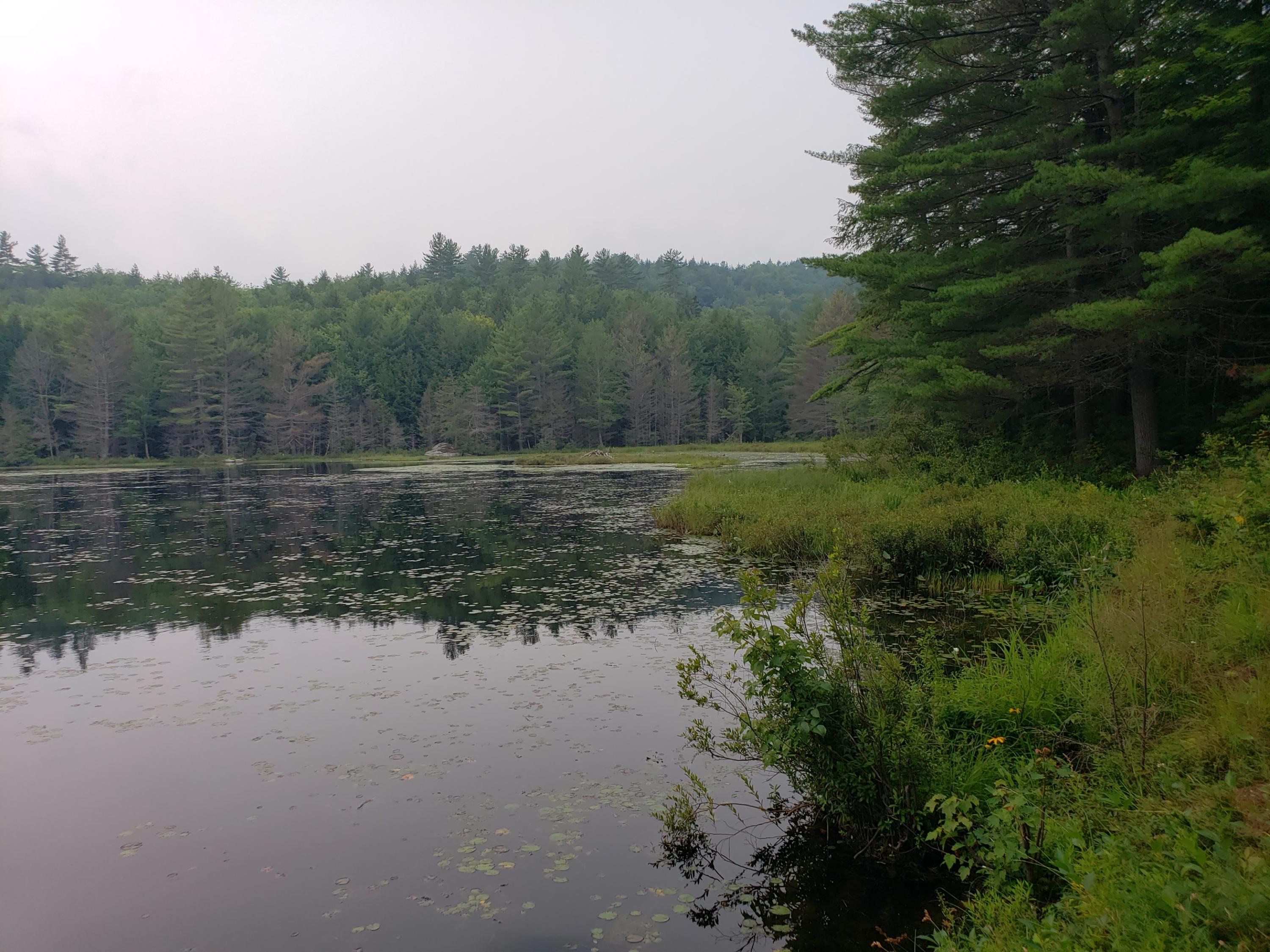 52 Whitney Pond Road Stoneham, ME 04231 - Photo 15 of 50 pond view