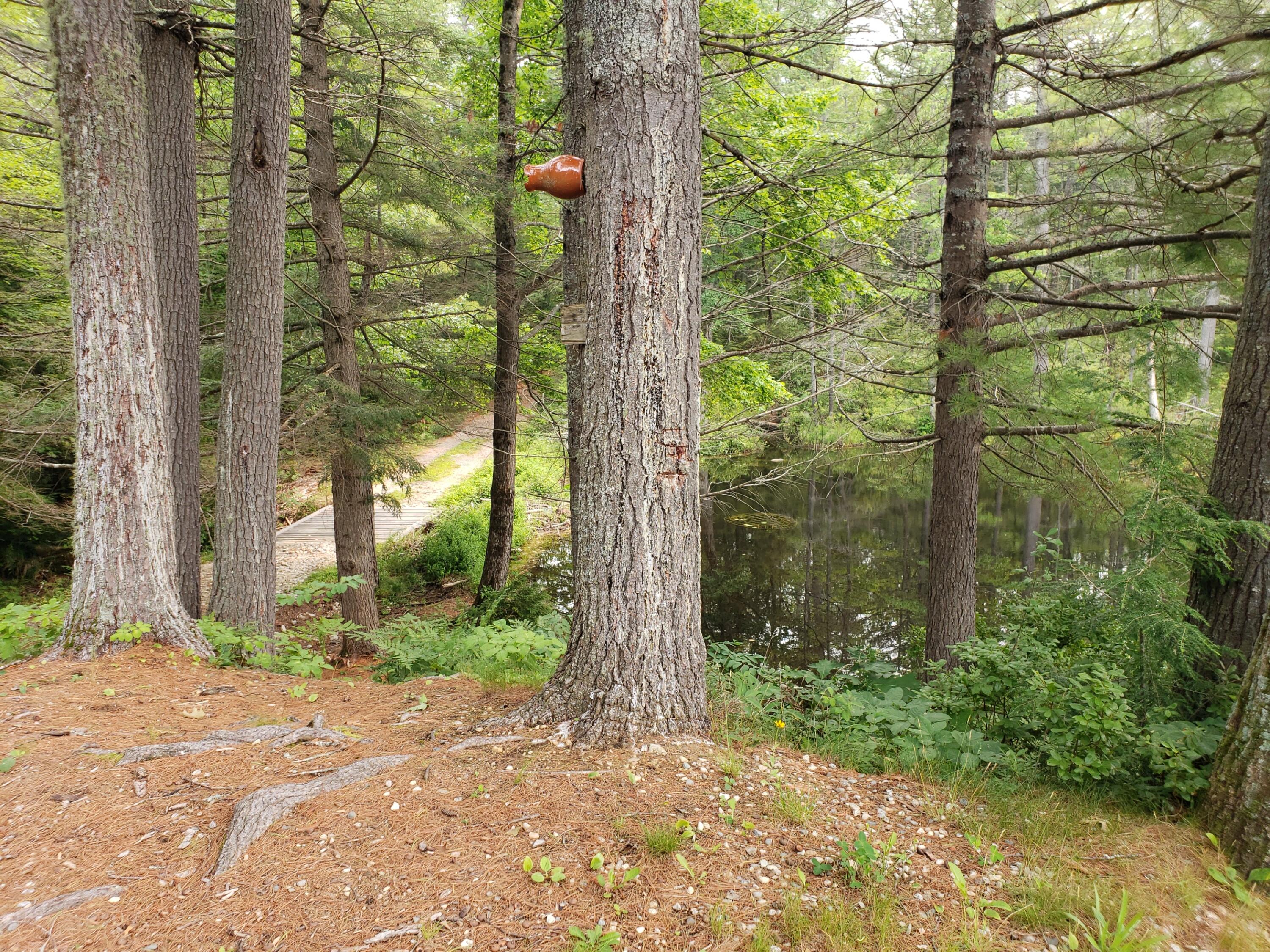 52 Whitney Pond Road Stoneham, ME 04231 - Photo 16 of 50 yard to bridge