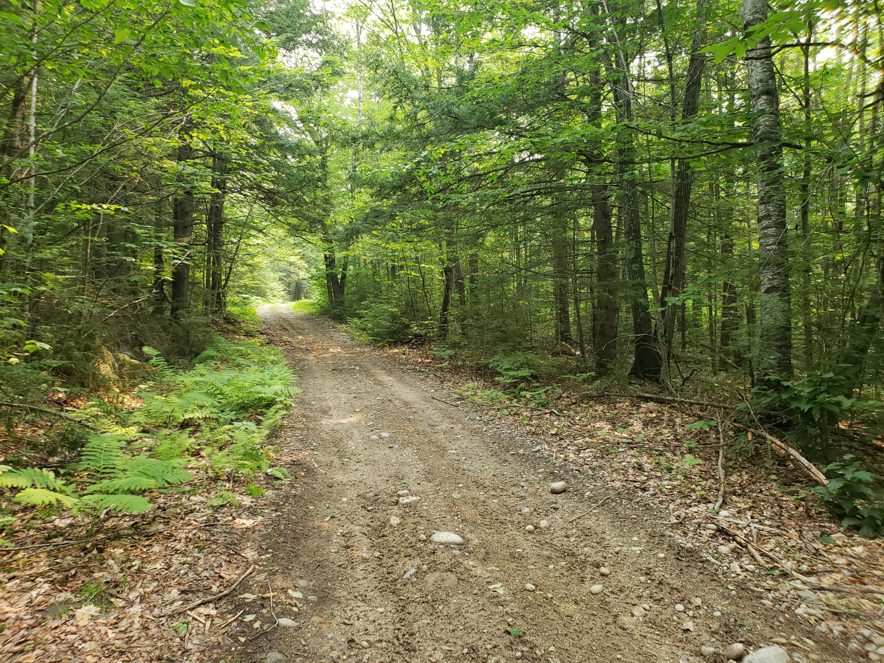 52 Whitney Pond Road Stoneham, ME 04231 - Photo 49 of 50 access road