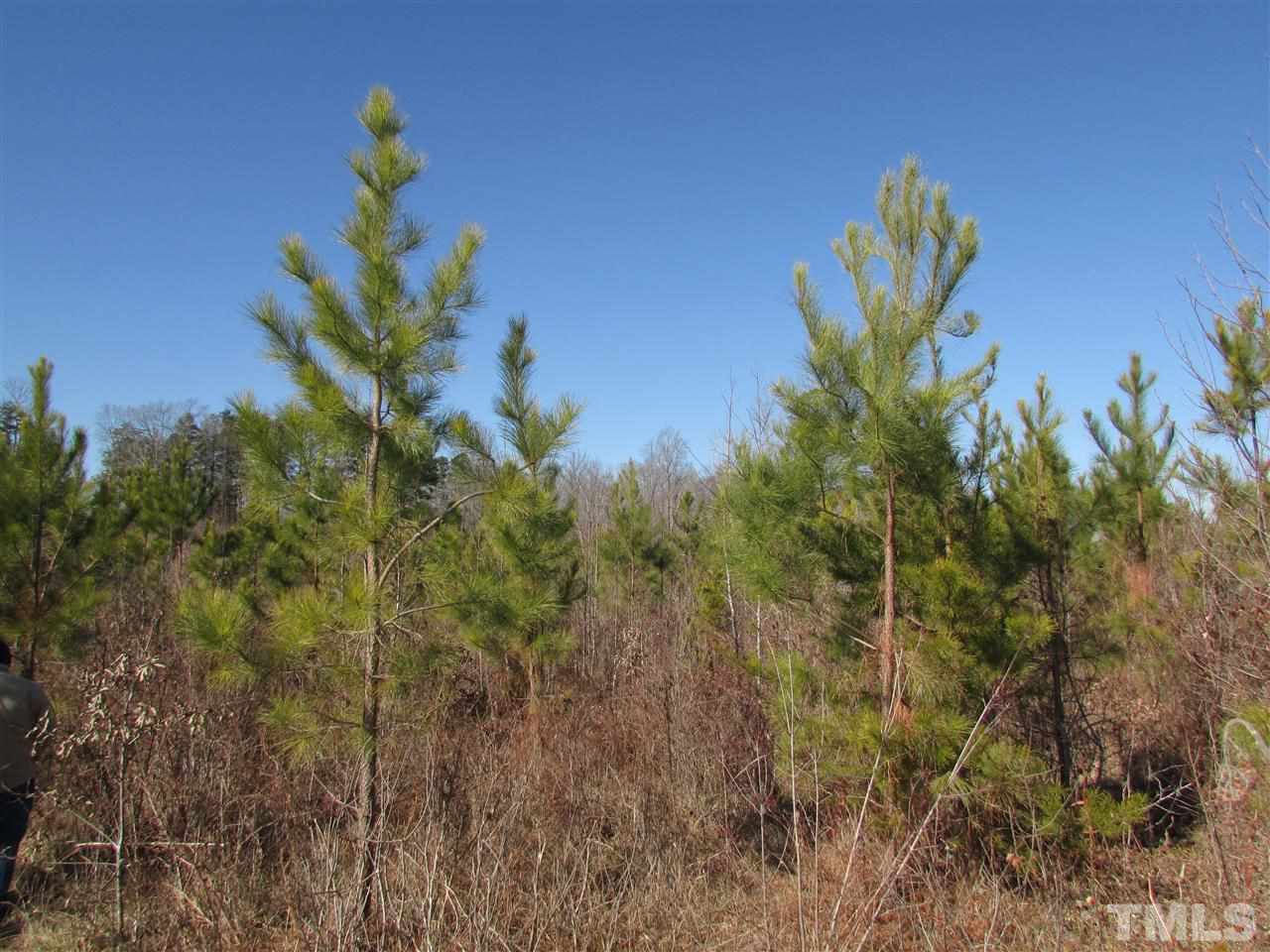 0 St Paul Church Road Roxboro, NC 27574 - Photo 13 of 22 The pines were planted approximately 5 to 6 years ago. Looking good.
