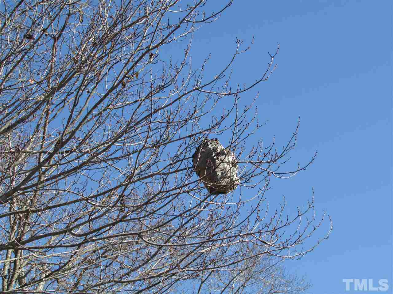 0 St Paul Church Road Roxboro, NC 27574 - Photo 15 of 22 As you walk around you can see a lot of Nature. Thank goodness this hornets nest was not active. Lots of birds, rabbits, deer, and squirrels.