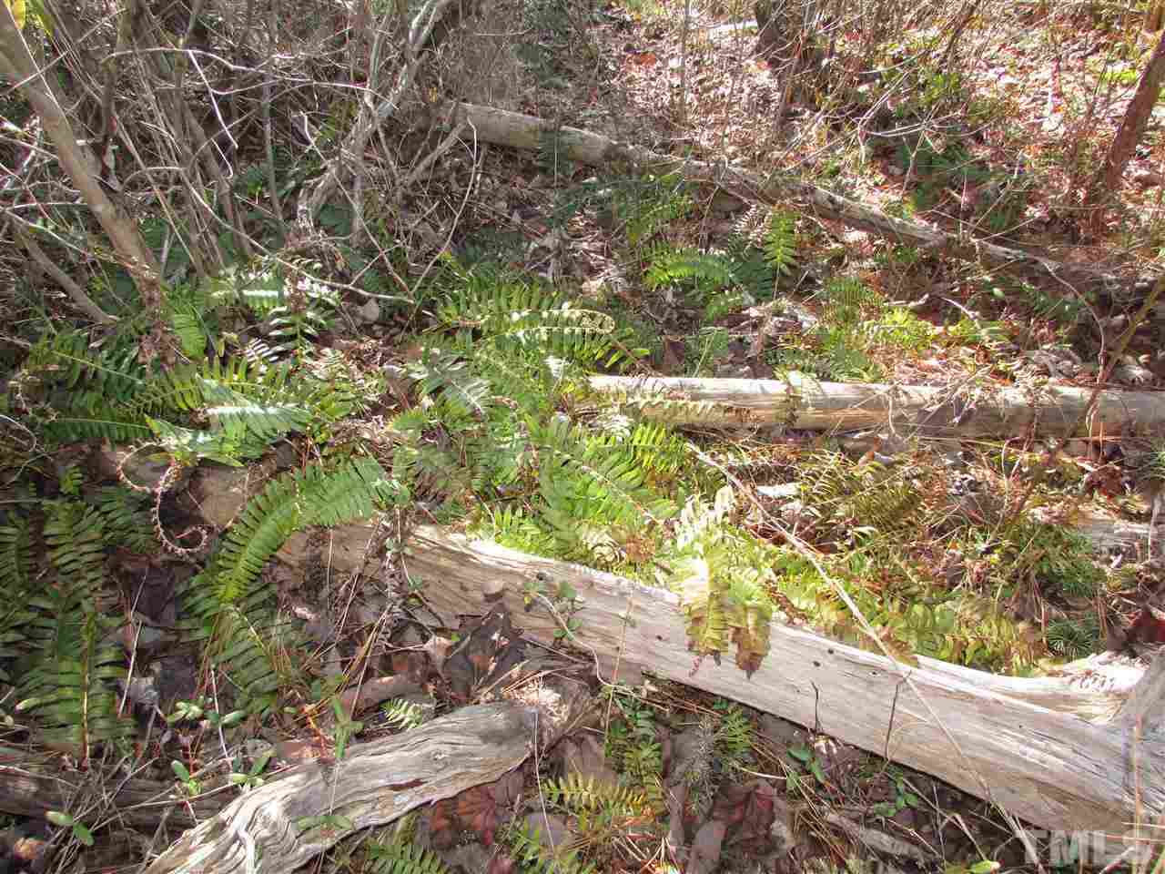 0 St Paul Church Road Roxboro, NC 27574 - Photo 6 of 22 As you walk along the road into the property, you will see ferns, holly trees, and plenty of pines.