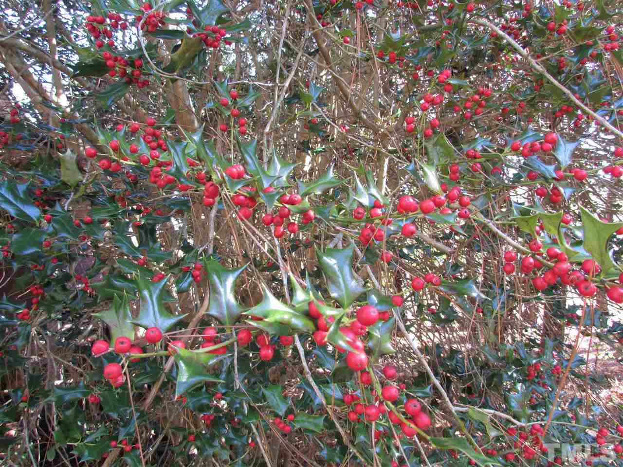 0 St Paul Church Road Roxboro, NC 27574 - Photo 7 of 22 These are the holly trees that are located at the old house. Beautiful and full berries.