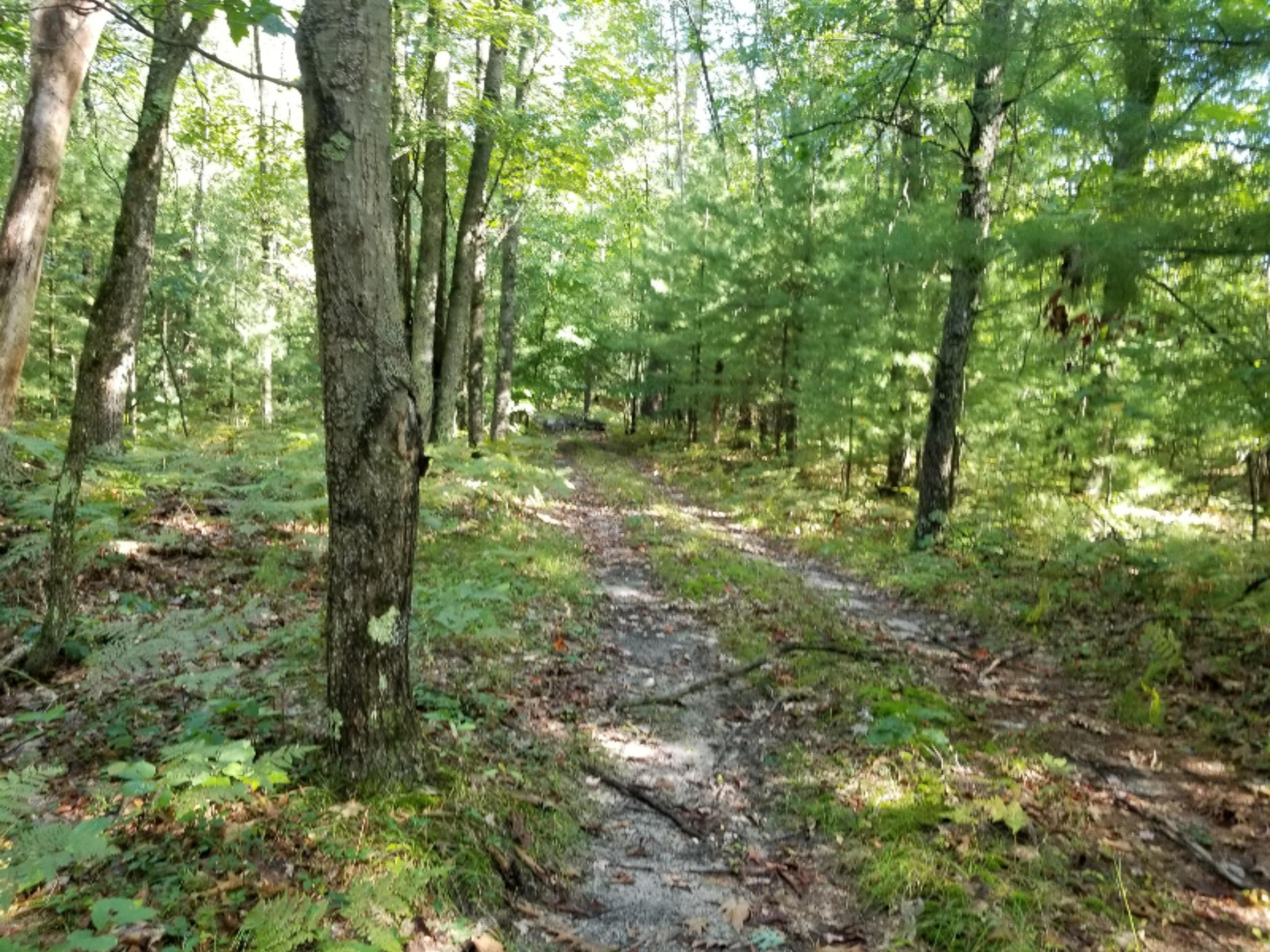0 9 Mile Bridge Road Irons, MI 49644 - Photo 13 of 22 20190830_104107
