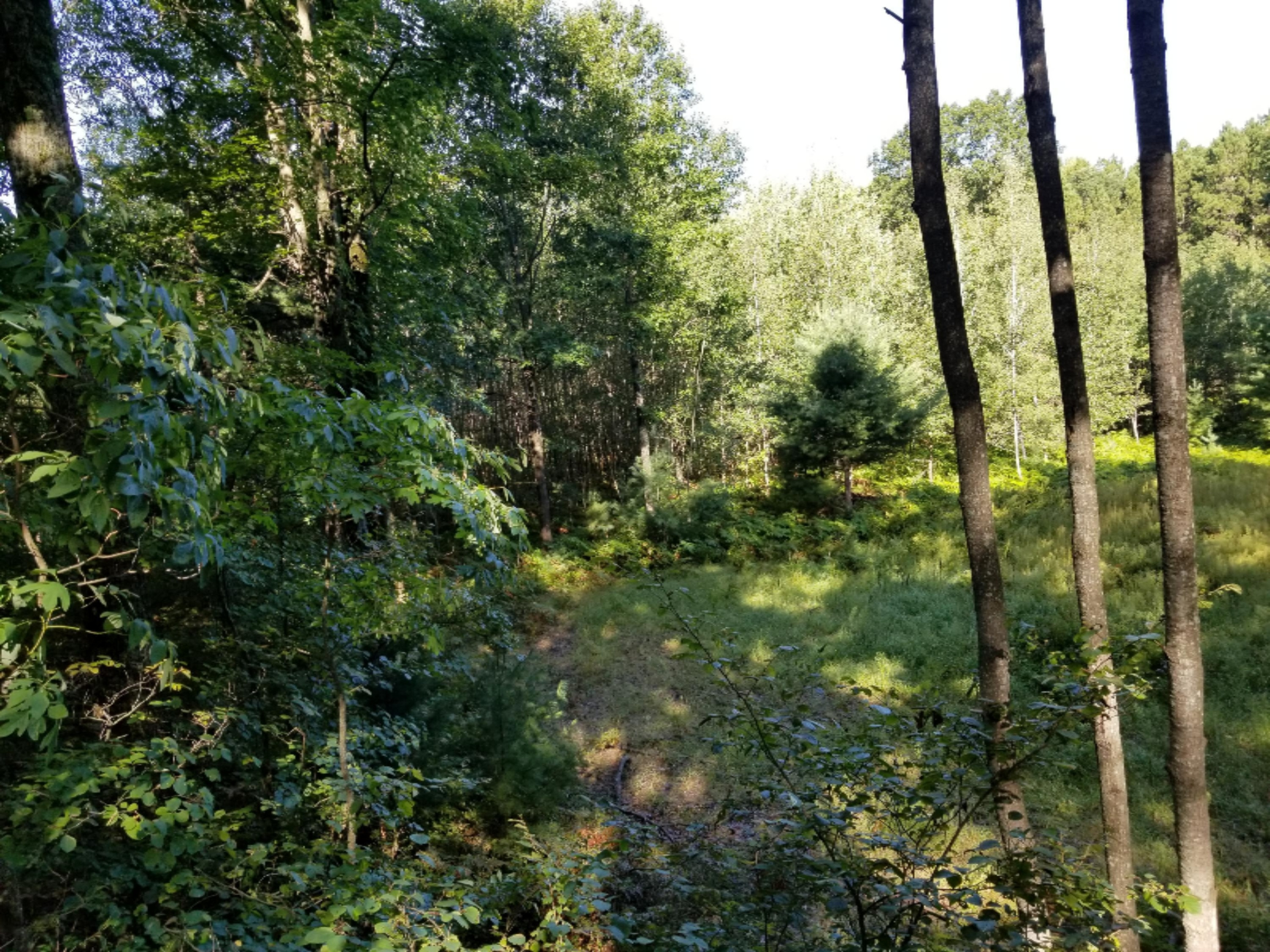 0 9 Mile Bridge Road Irons, MI 49644 - Photo 18 of 22 20190830_102420