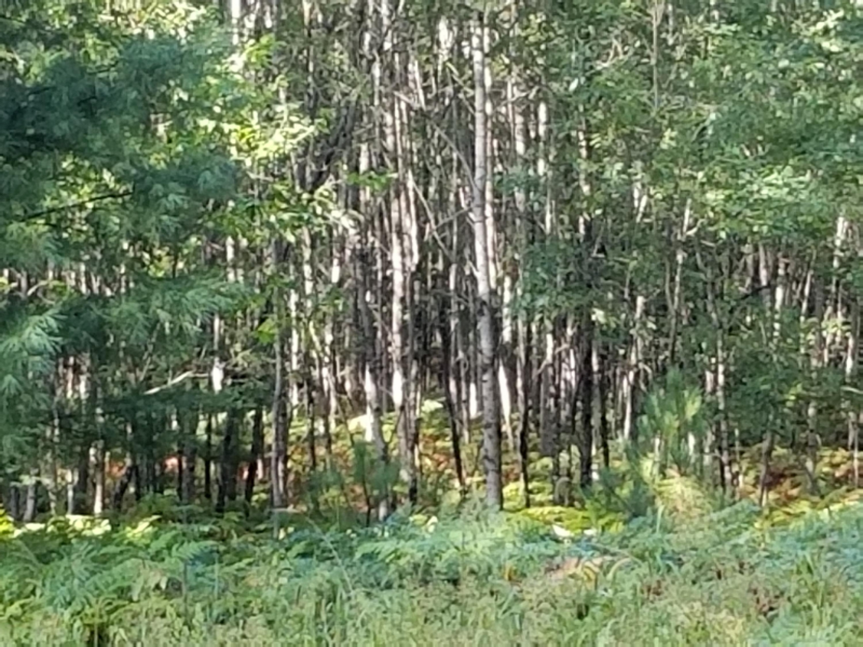 0 9 Mile Bridge Road Irons, MI 49644 - Photo 21 of 22 20190830_101824