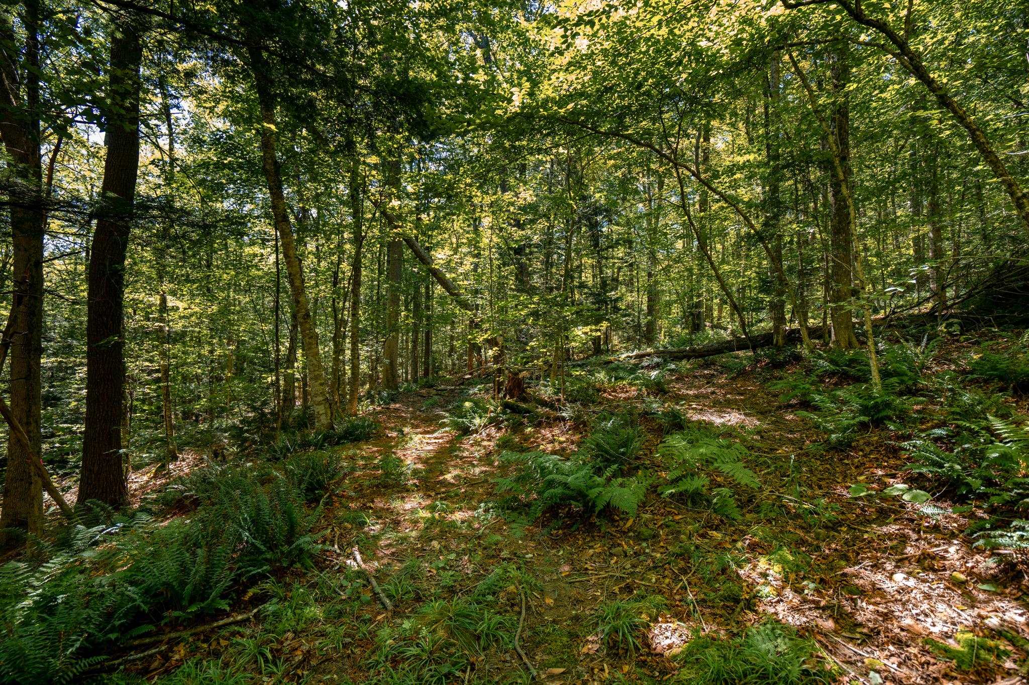 0 Turtle Rock Road Stoddard, NH 03464 - Photo 5 of 12 Gallery Image 5
