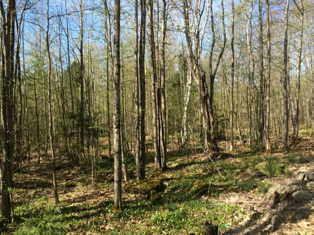 20.3 County Road Acton, ME 04001 - Photo 1 of 12 Photo
