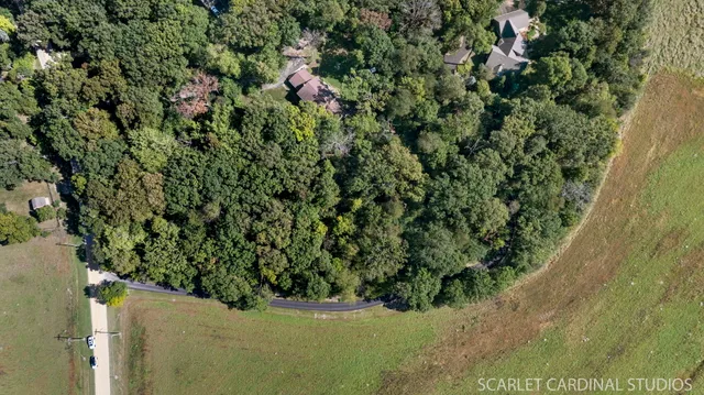 a view of a plant in a garden