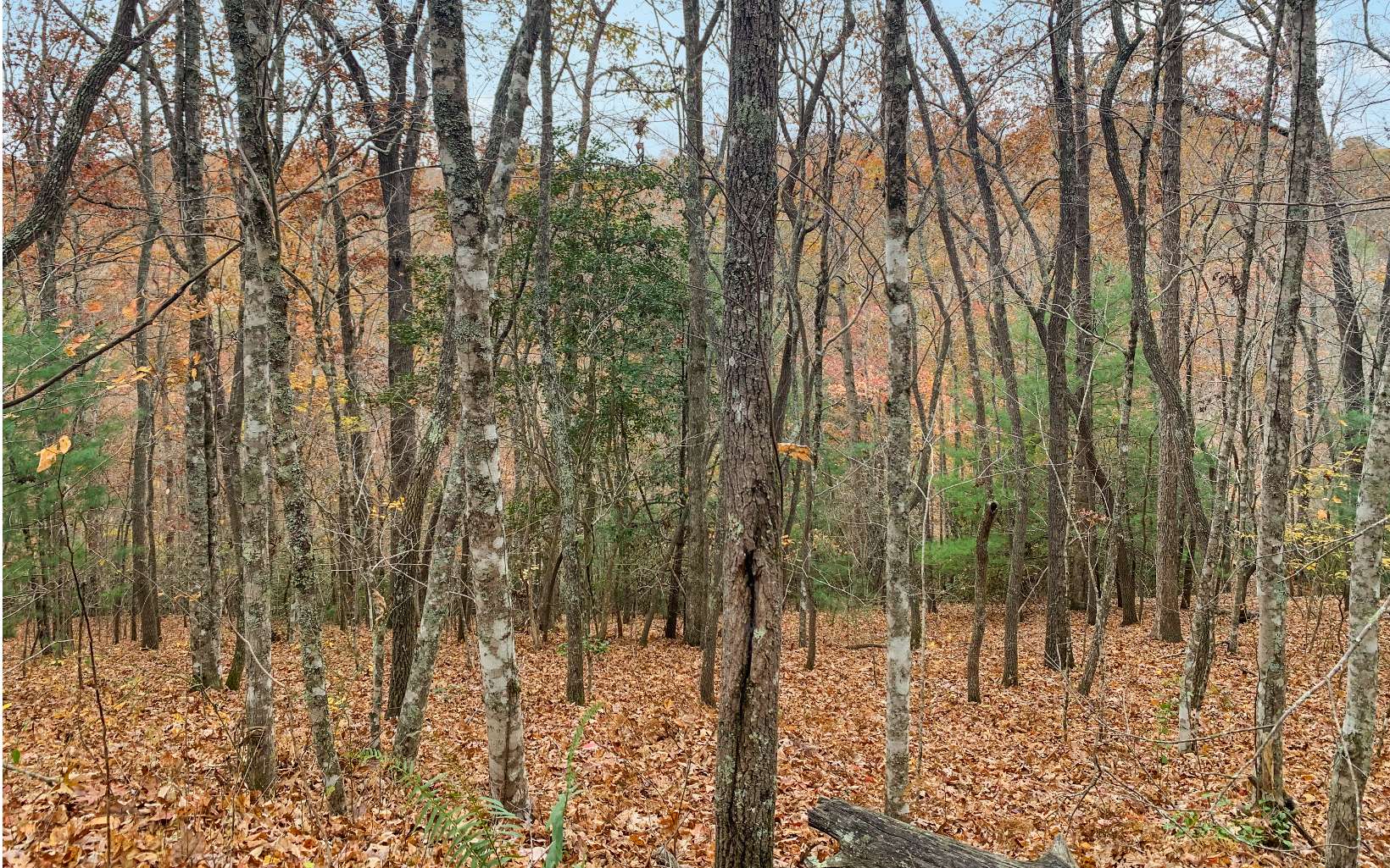 21-22 Creekridge Road Blue Ridge, GA 30513 - Photo 6 of 17 Additional View