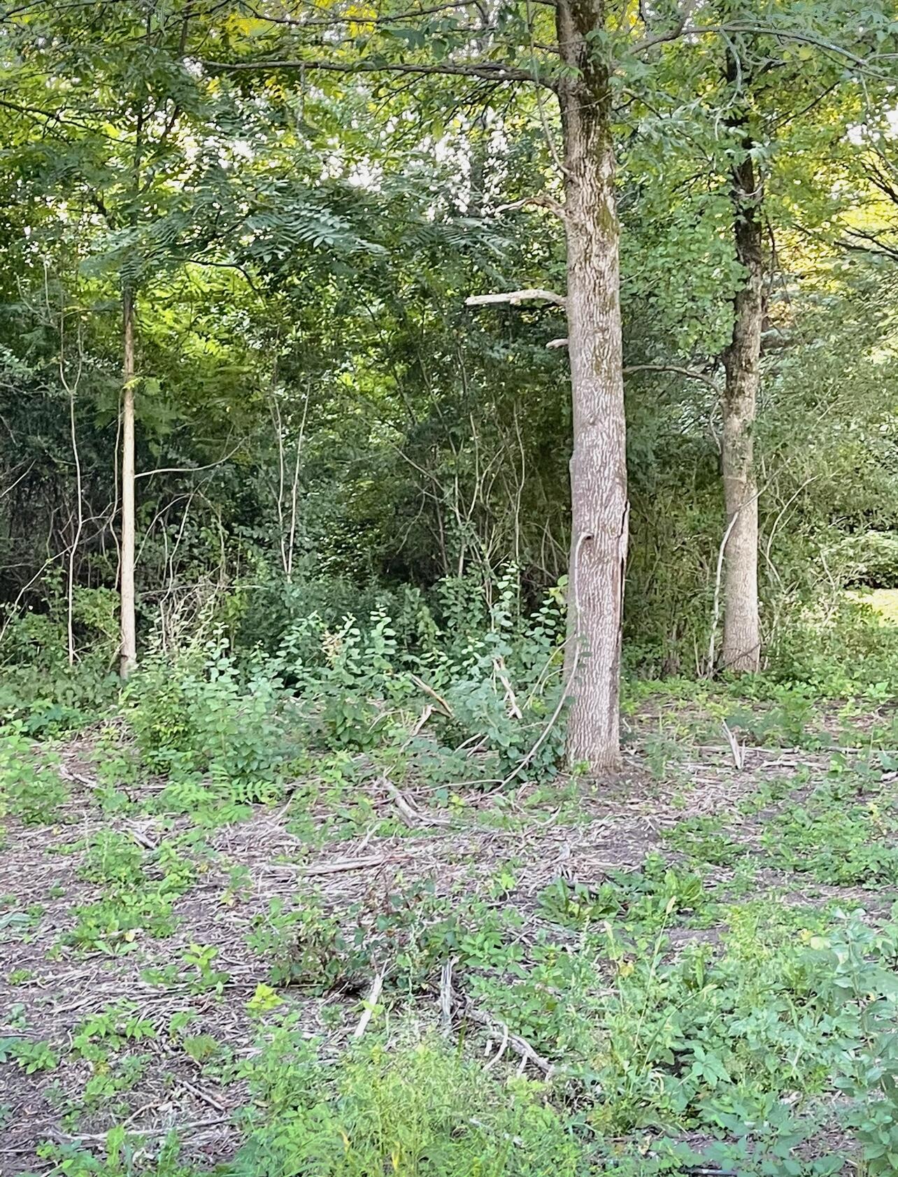 1473 Cumberland Head Road Plattsburgh, NY 12901 - Photo 85 of 90 Land before development