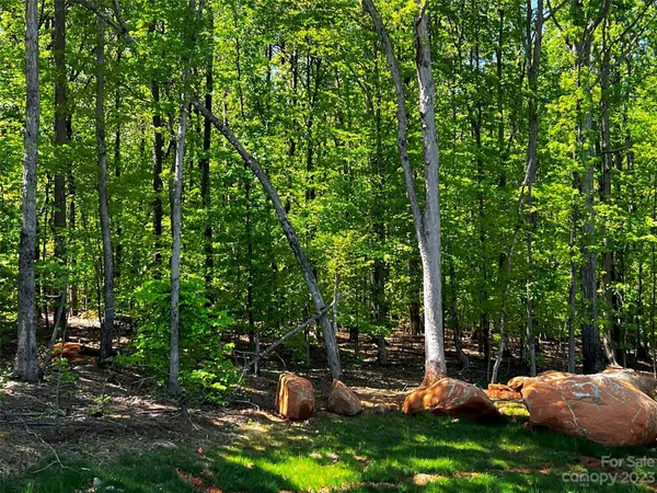 a view of a lush green forest