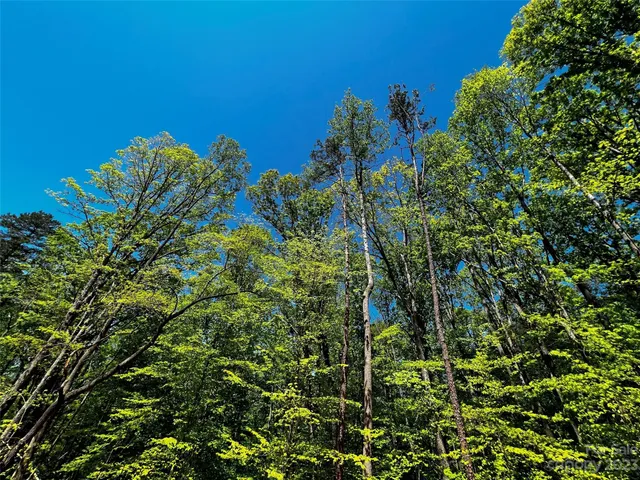 a view of a lush green forest