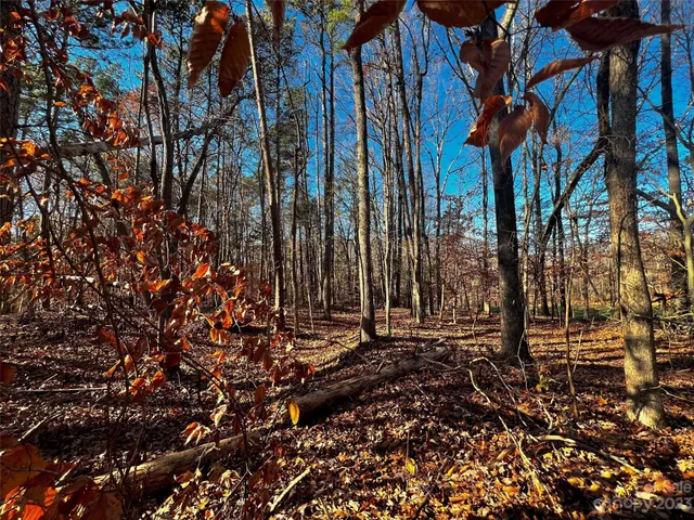 a view of a forest with a tree
