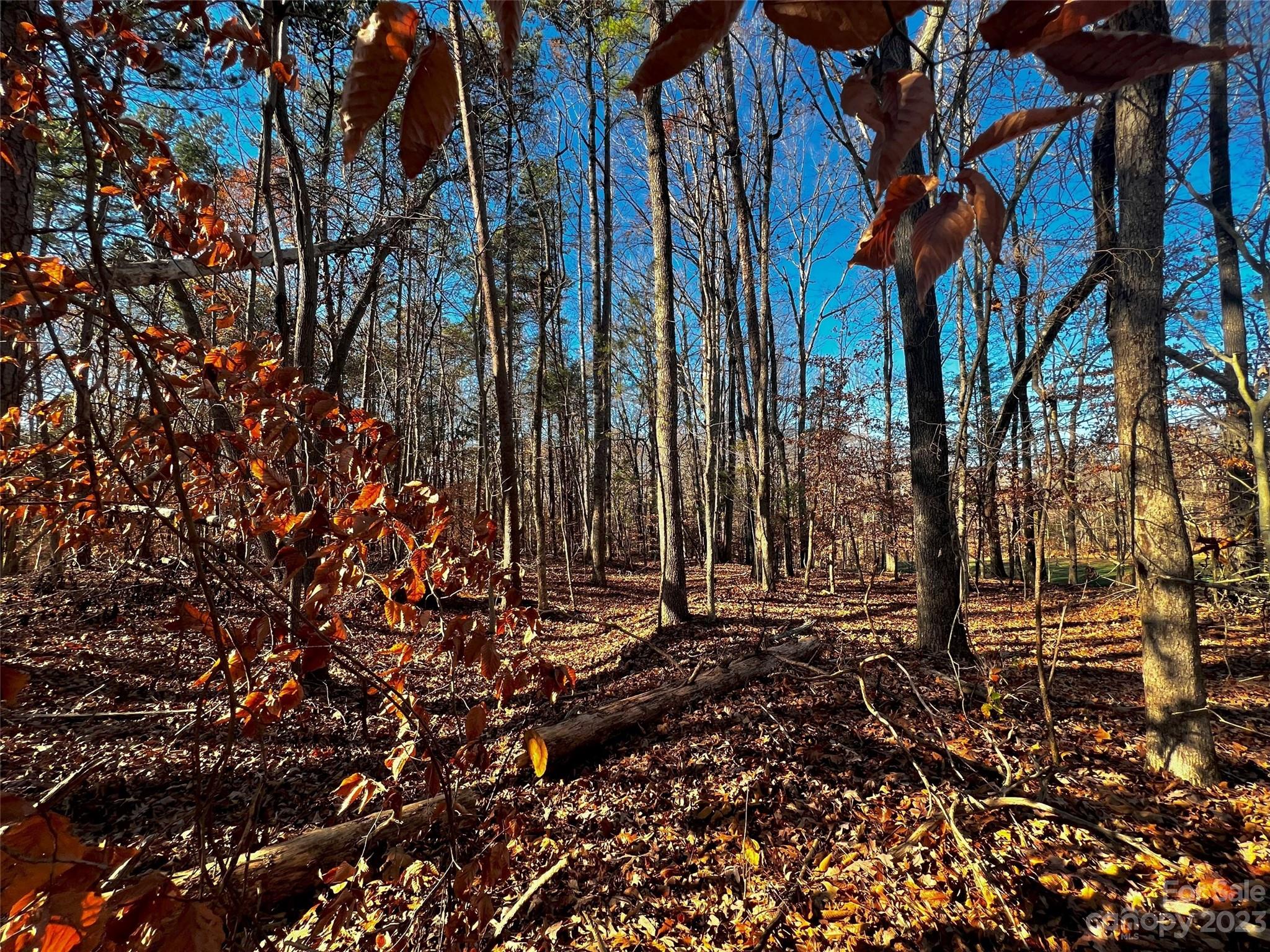 130 Copper Pne Lane, Unit 1 Davidson, NC 28036 - Photo 3 of 19 a view of a forest with a tree