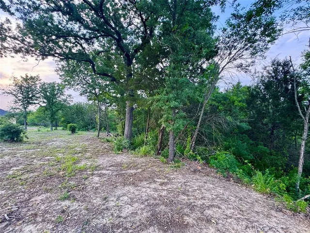 a view of a garden with a large trees