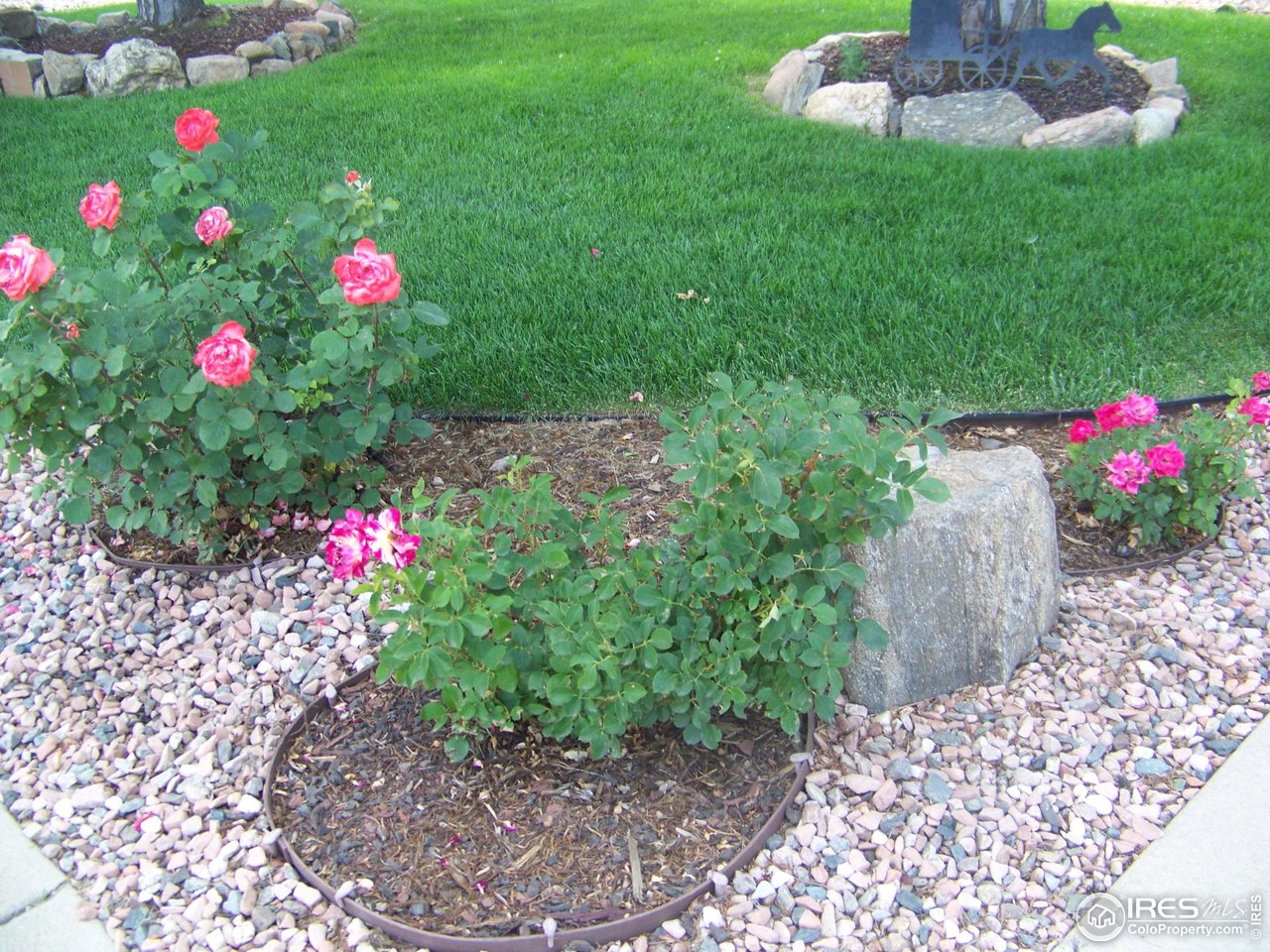 2131 68th Avenue Greeley, CO 80634 - Photo 36 of 39 a bunch of flowers sitting in the grass