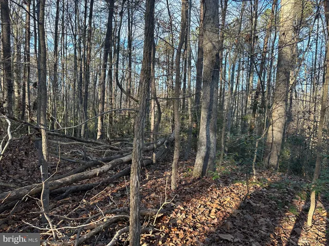 a view of a forest with trees