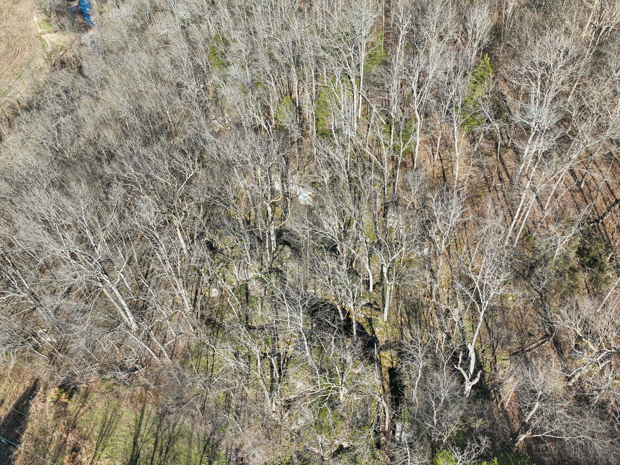 215 Hickman Creek Road South Hickman, TN 38567 - Photo 43 of 98