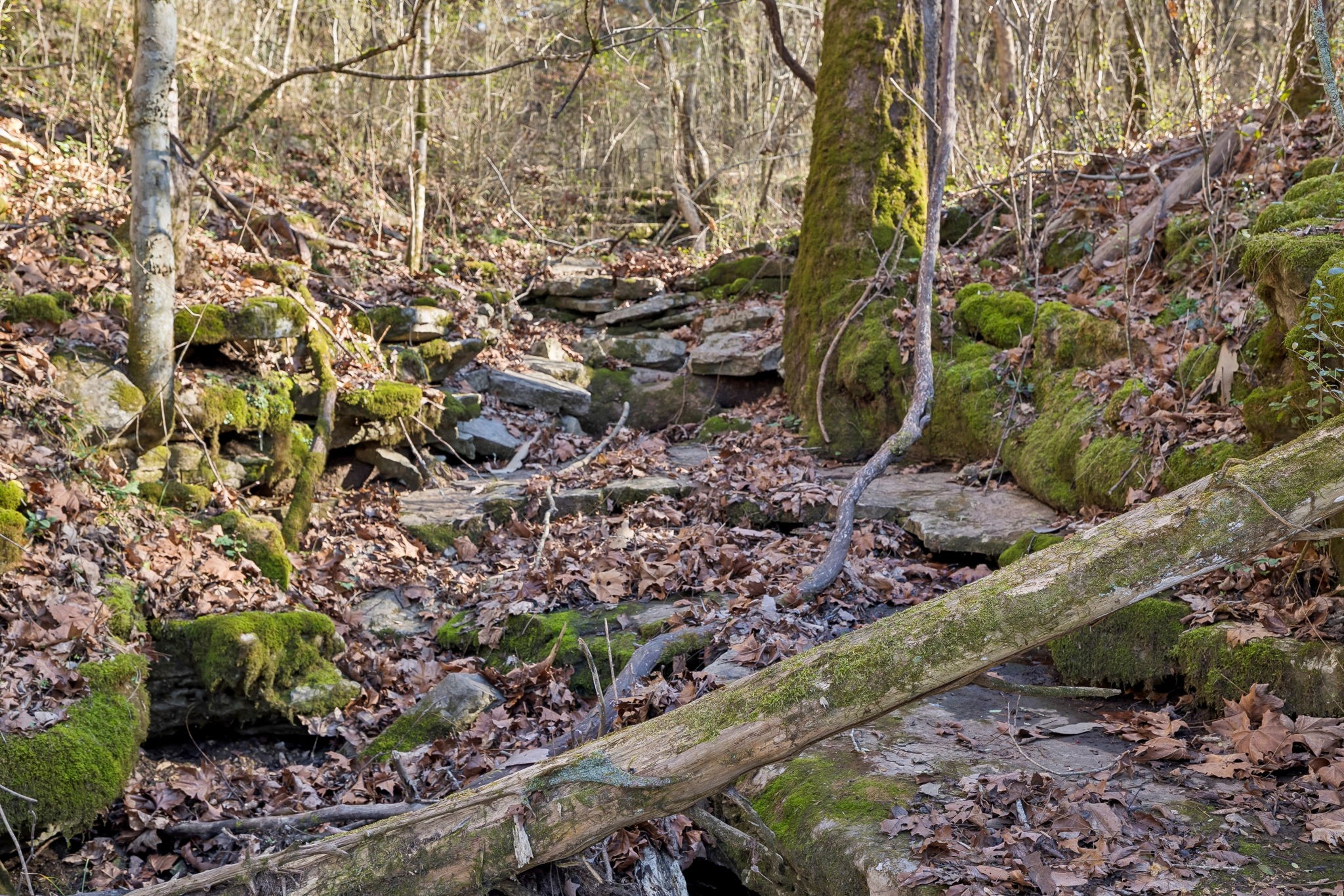 215 Hickman Creek Road South Hickman, TN 38567 - Photo 79 of 98