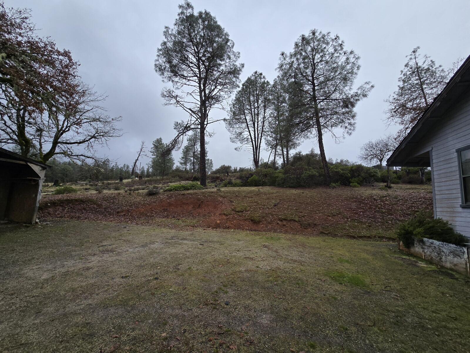 4940 Old Lewiston Road Lewiston, CA 96052 - Photo 6 of 27 a view of dirt yard with a large tree