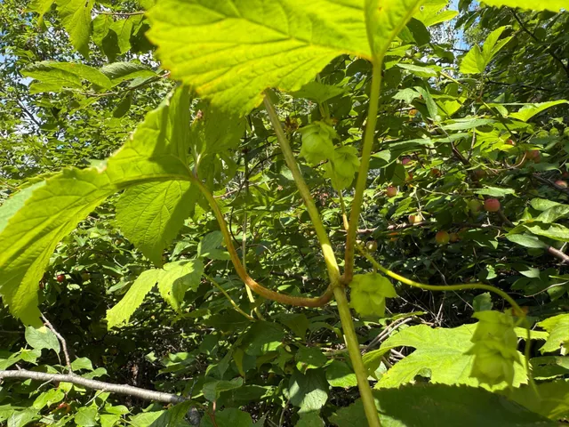 $99,000 | 11 (parcel A) Loman Mn 56654, Loman, MN 56654